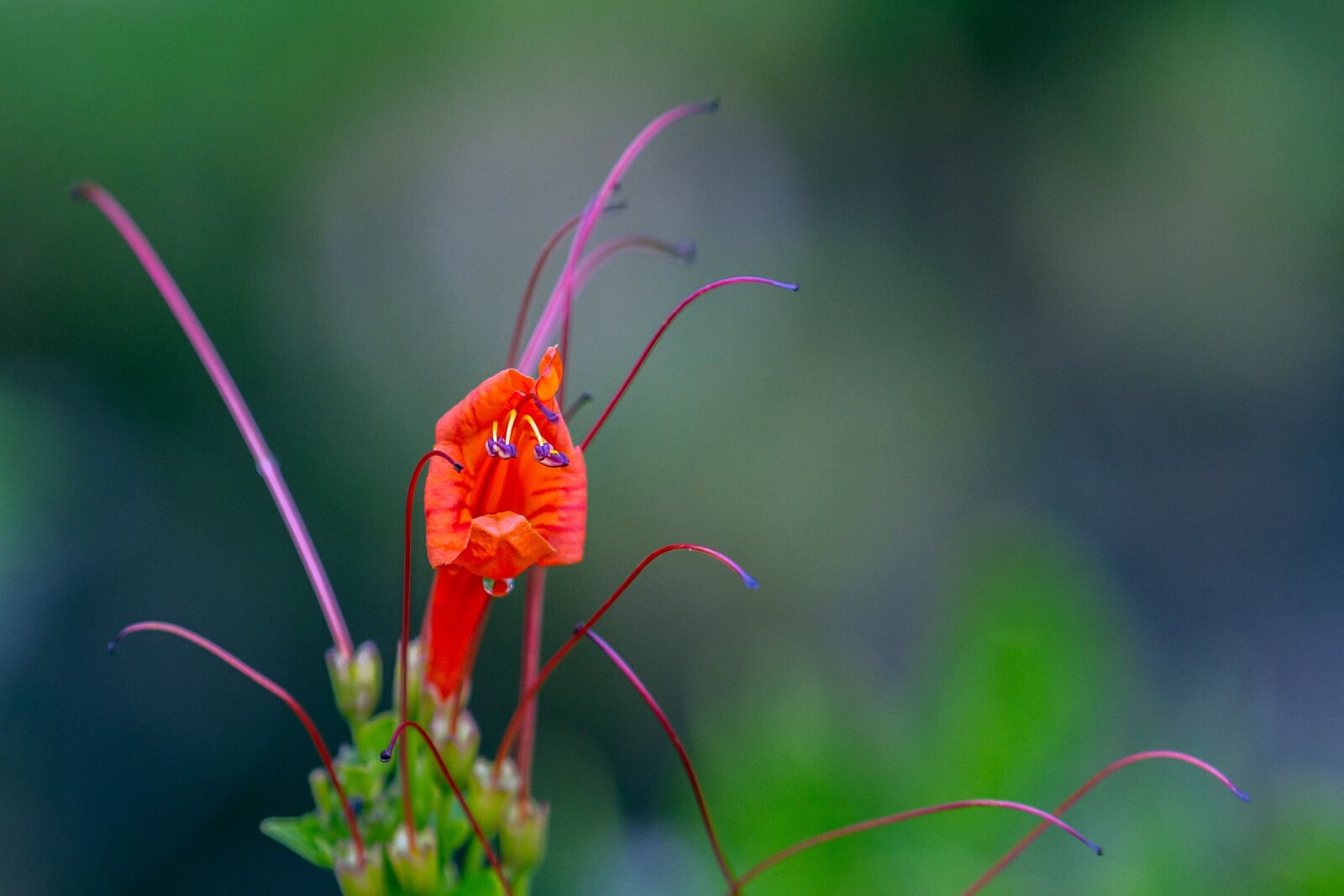 Canon EOS 7D sample photo. Flower, delegate, outdoors photography