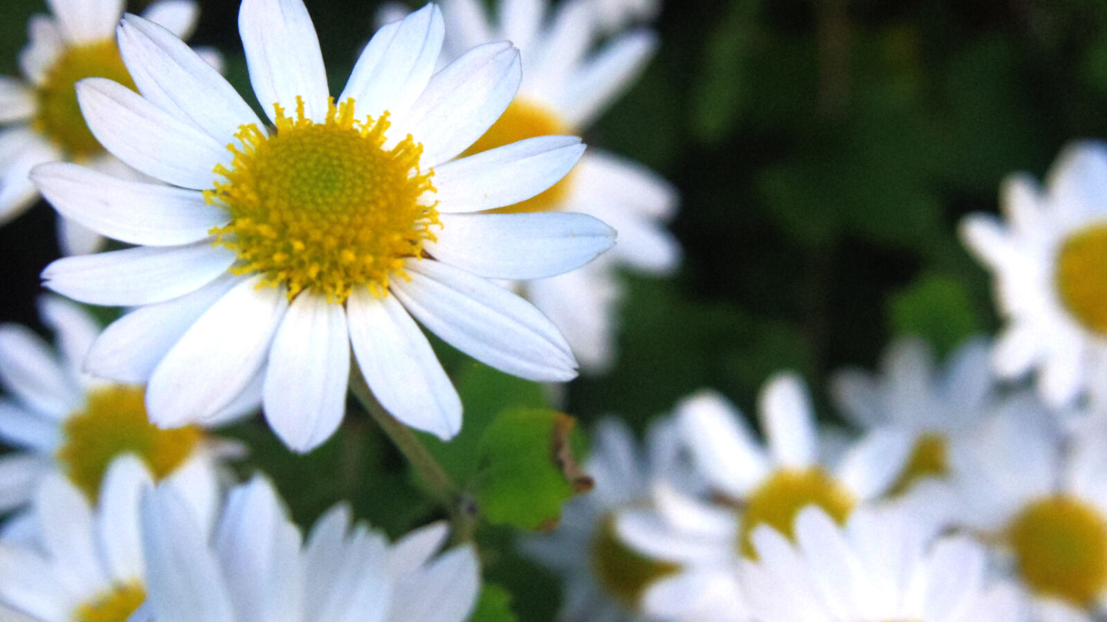 Pentax 02 Standard Zoom sample photo. White, and, yellow, flowers photography