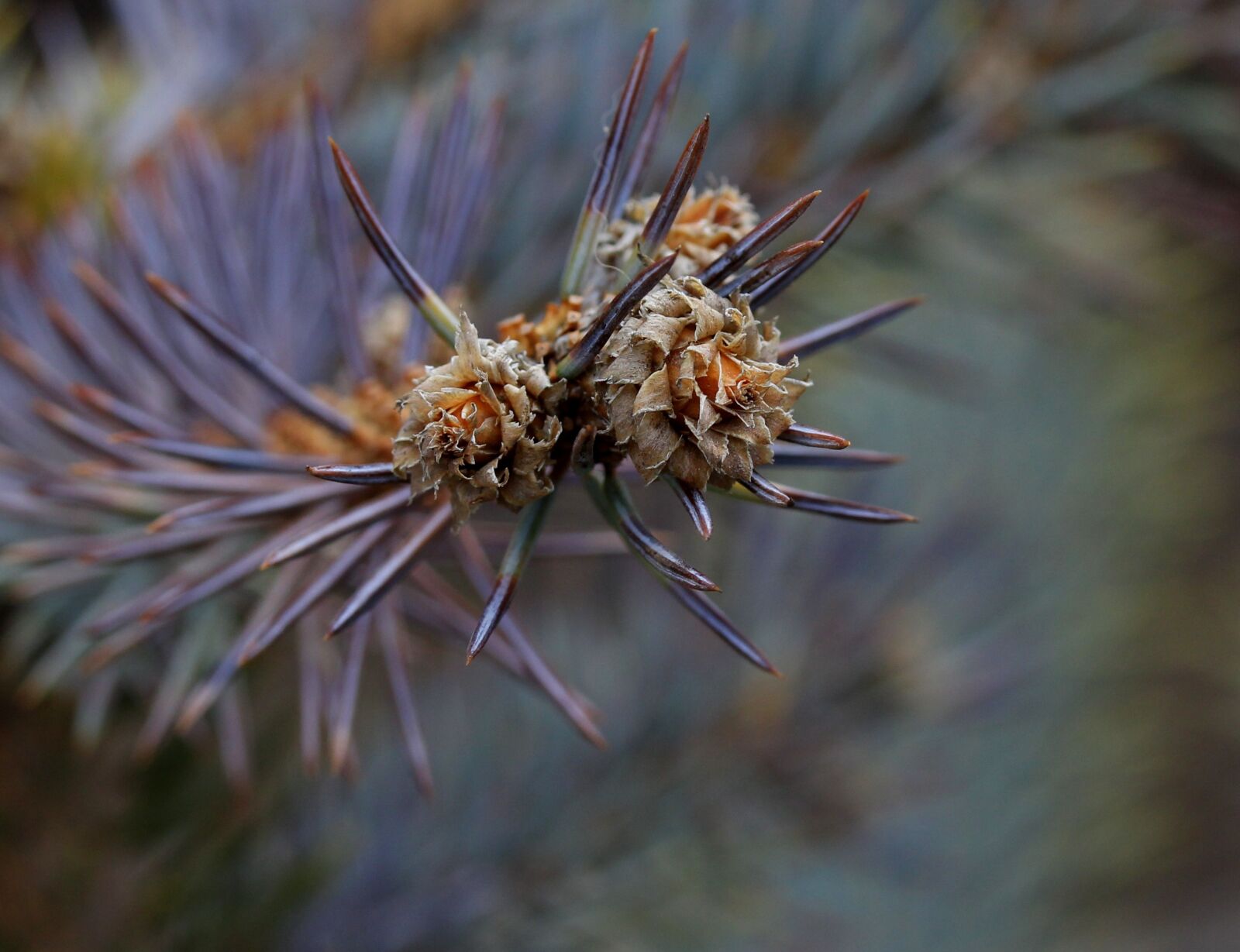 Canon EF-S 60mm F2.8 Macro USM sample photo. Brad, flower, inflorescence photography