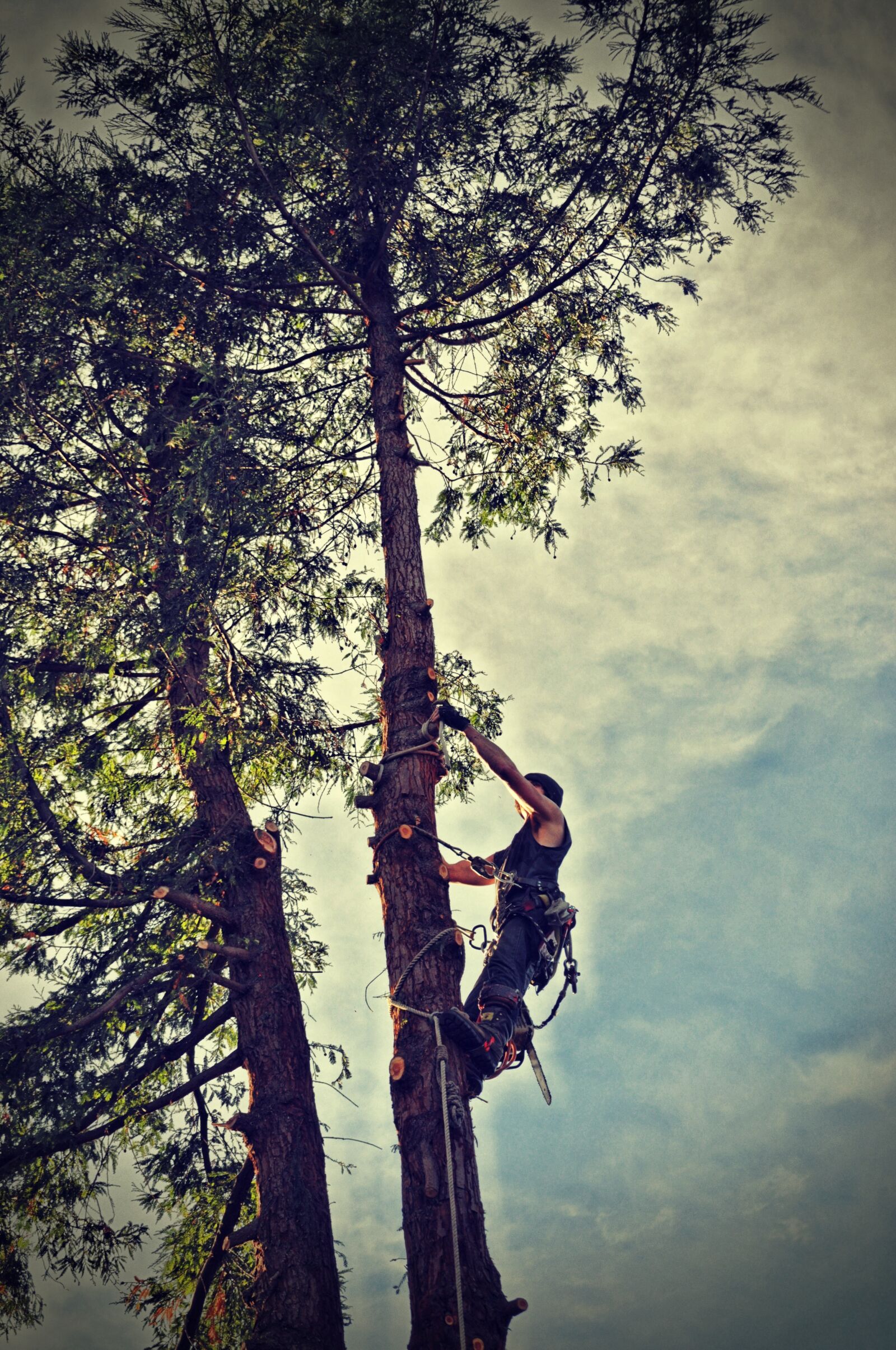 Nikon D90 sample photo. Tree, tree removal, chainsaw photography