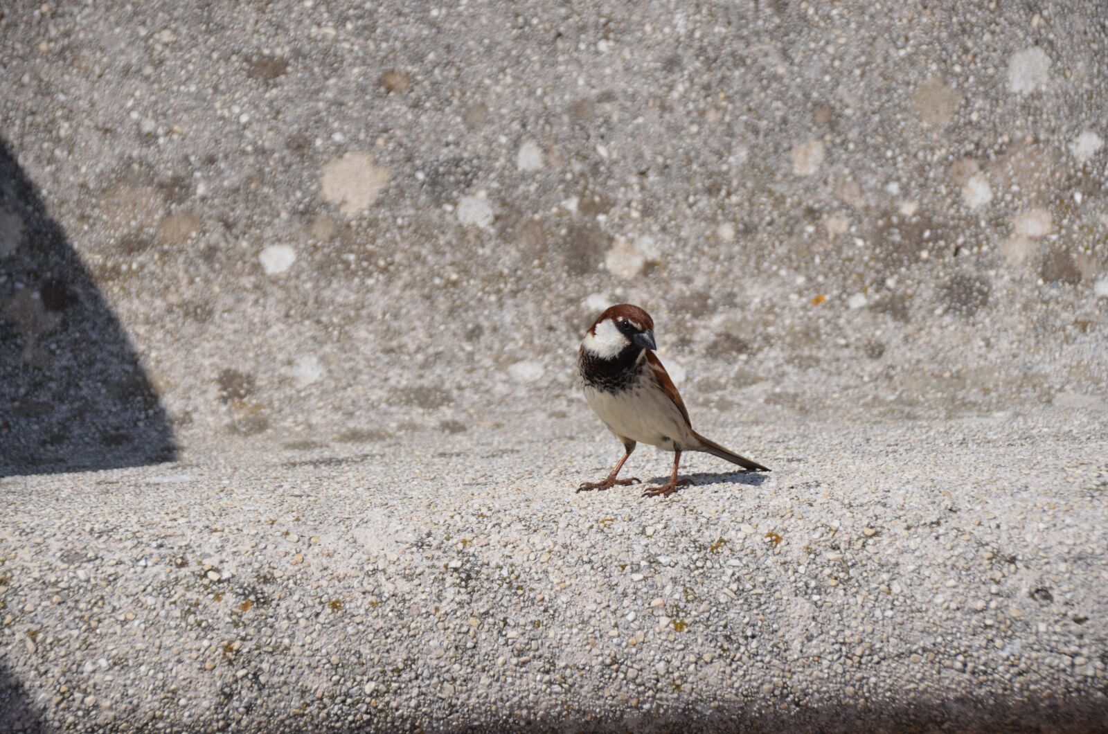 Nikon D7000 sample photo. Bird, bank, stone photography