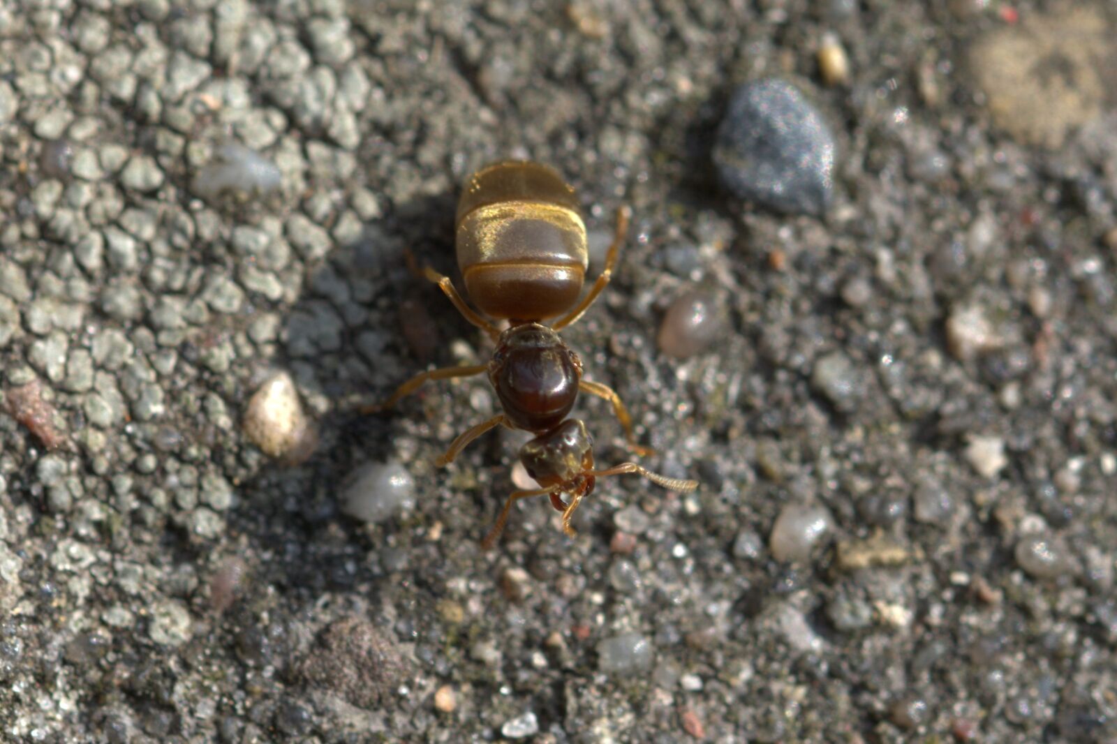 Nikon D5200 sample photo. Ant queen, ant, insect photography