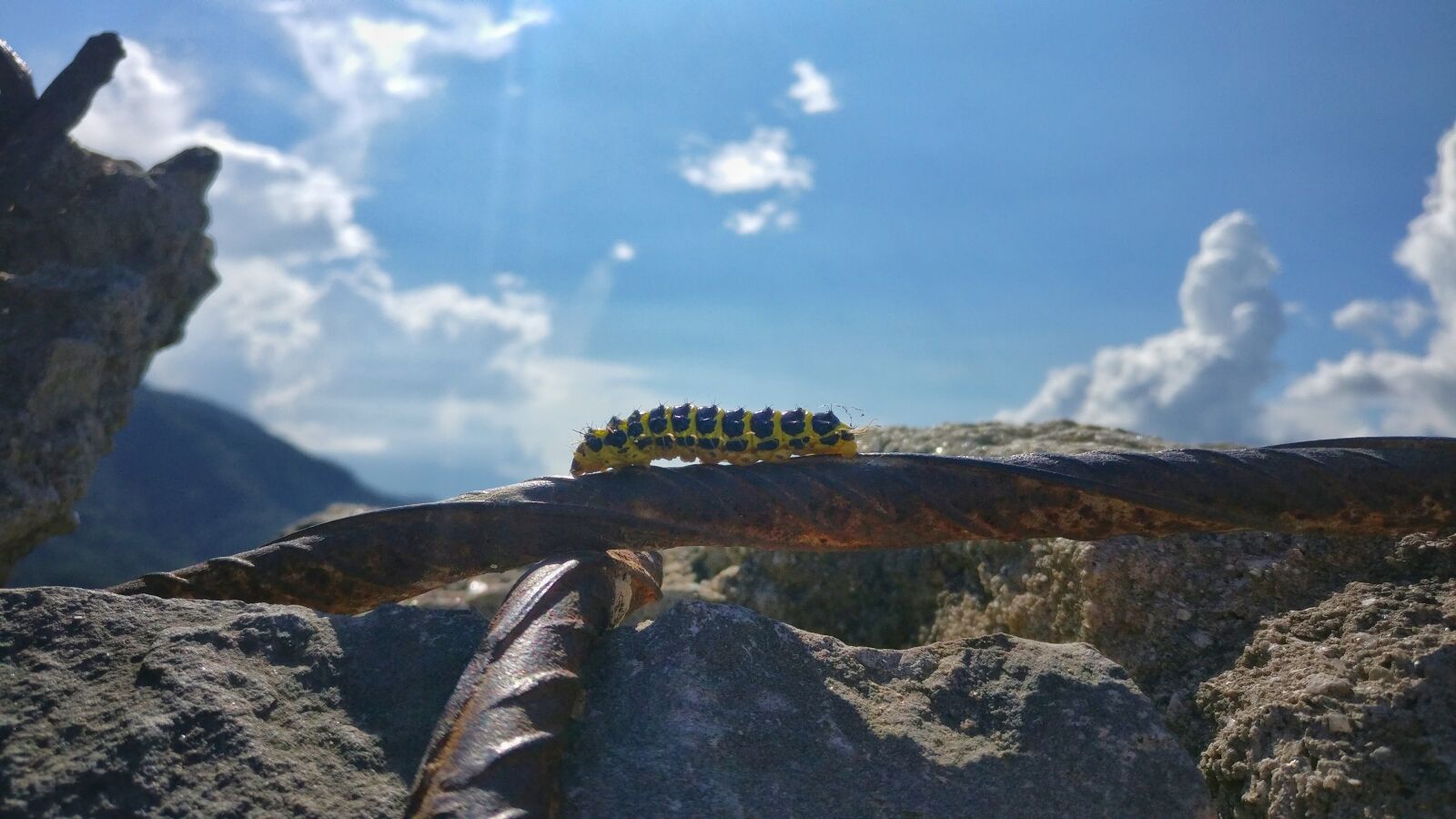 OnePlus A3003 sample photo. Insect, sky, spring photography