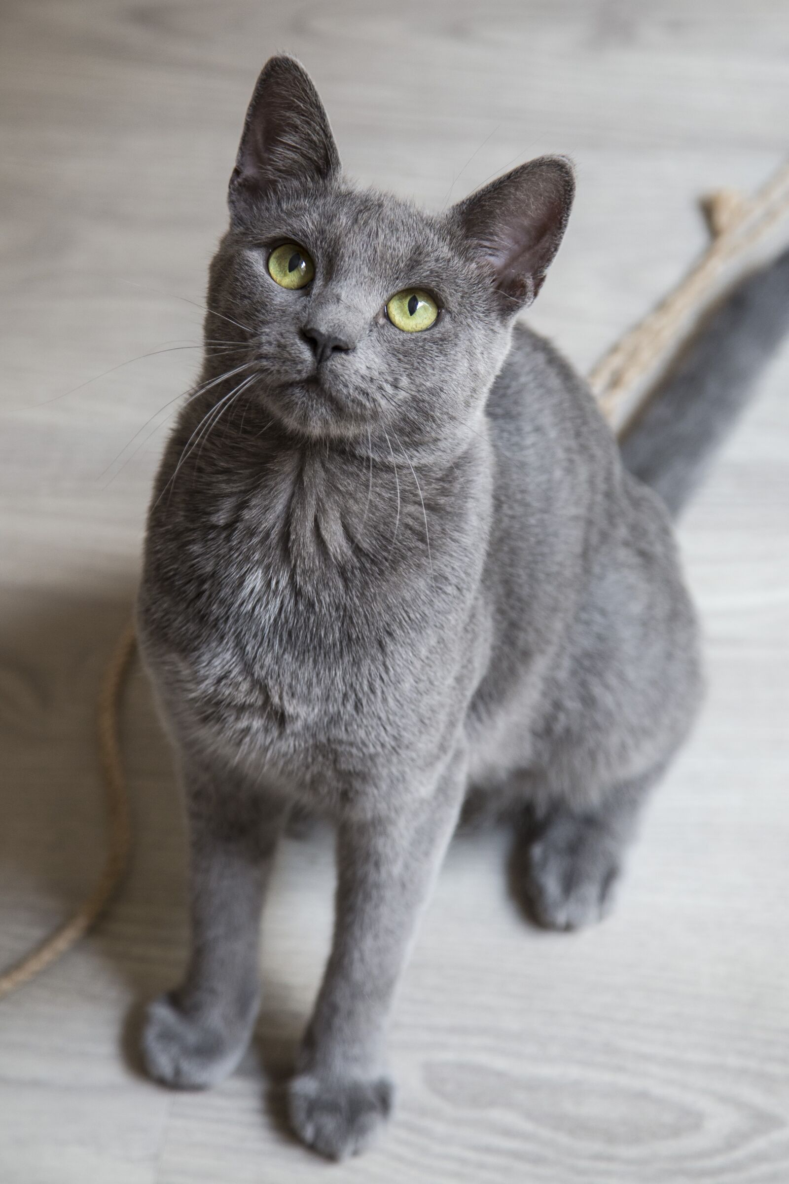 Canon EOS 6D + Canon EF 24-105mm F4L IS USM sample photo. Cat, fluffy, feline photography