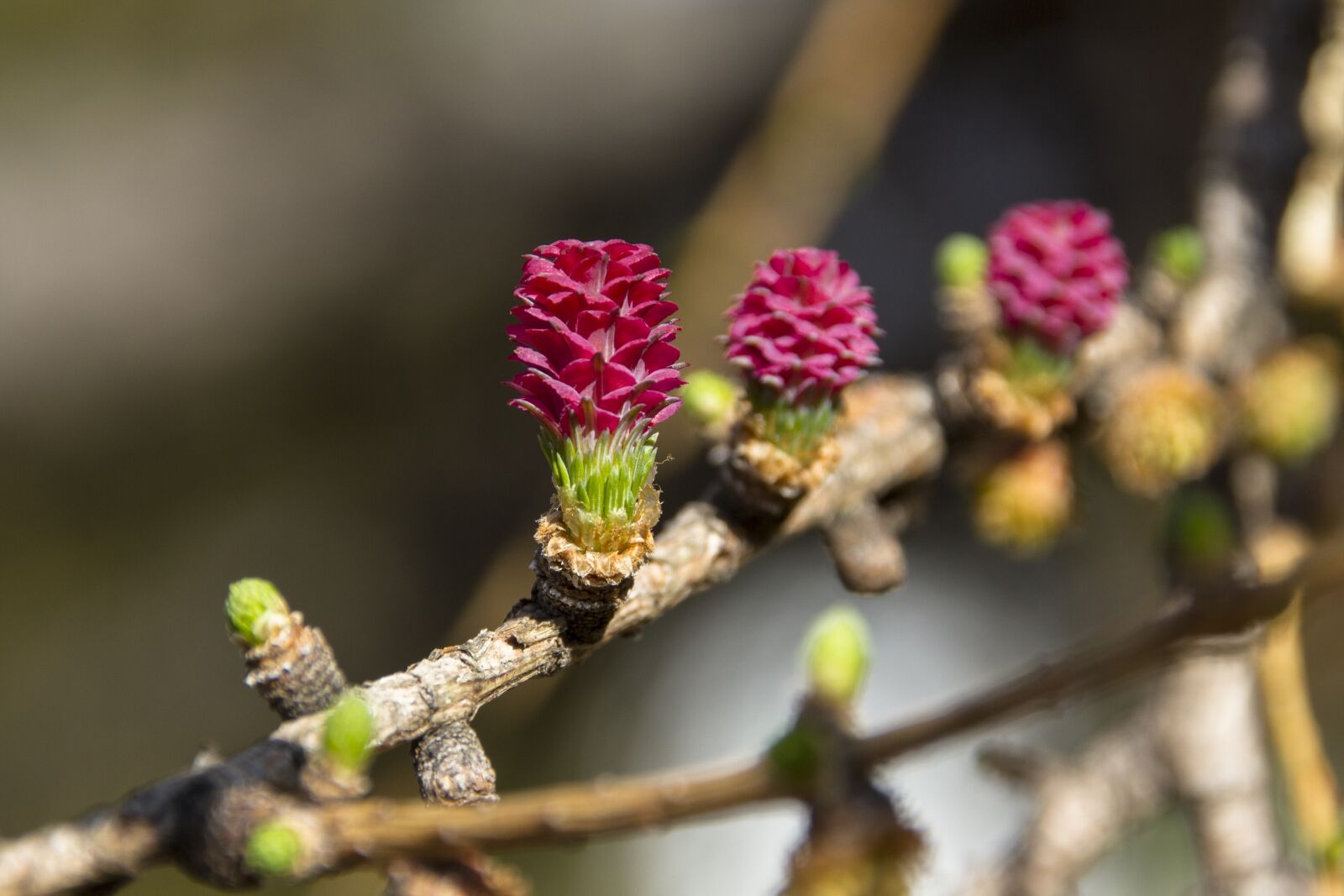 Canon EOS 7D sample photo. Larch flower, larch, conifer photography