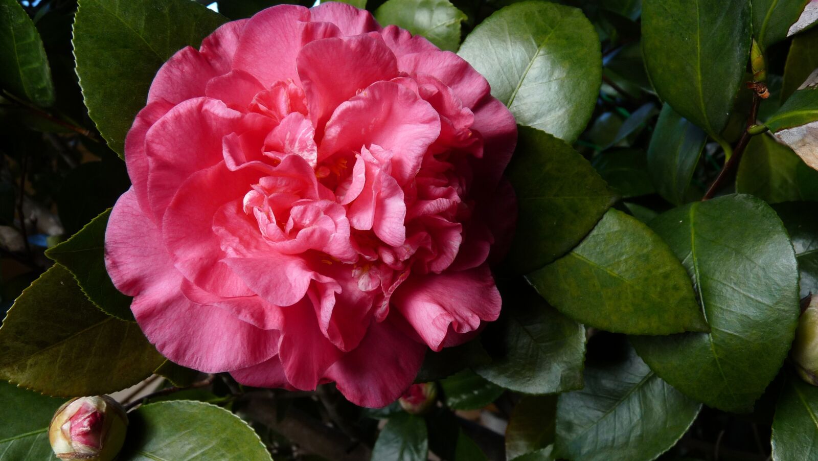Panasonic Lumix DMC-FZ28 sample photo. Flower, camellia, shrub photography