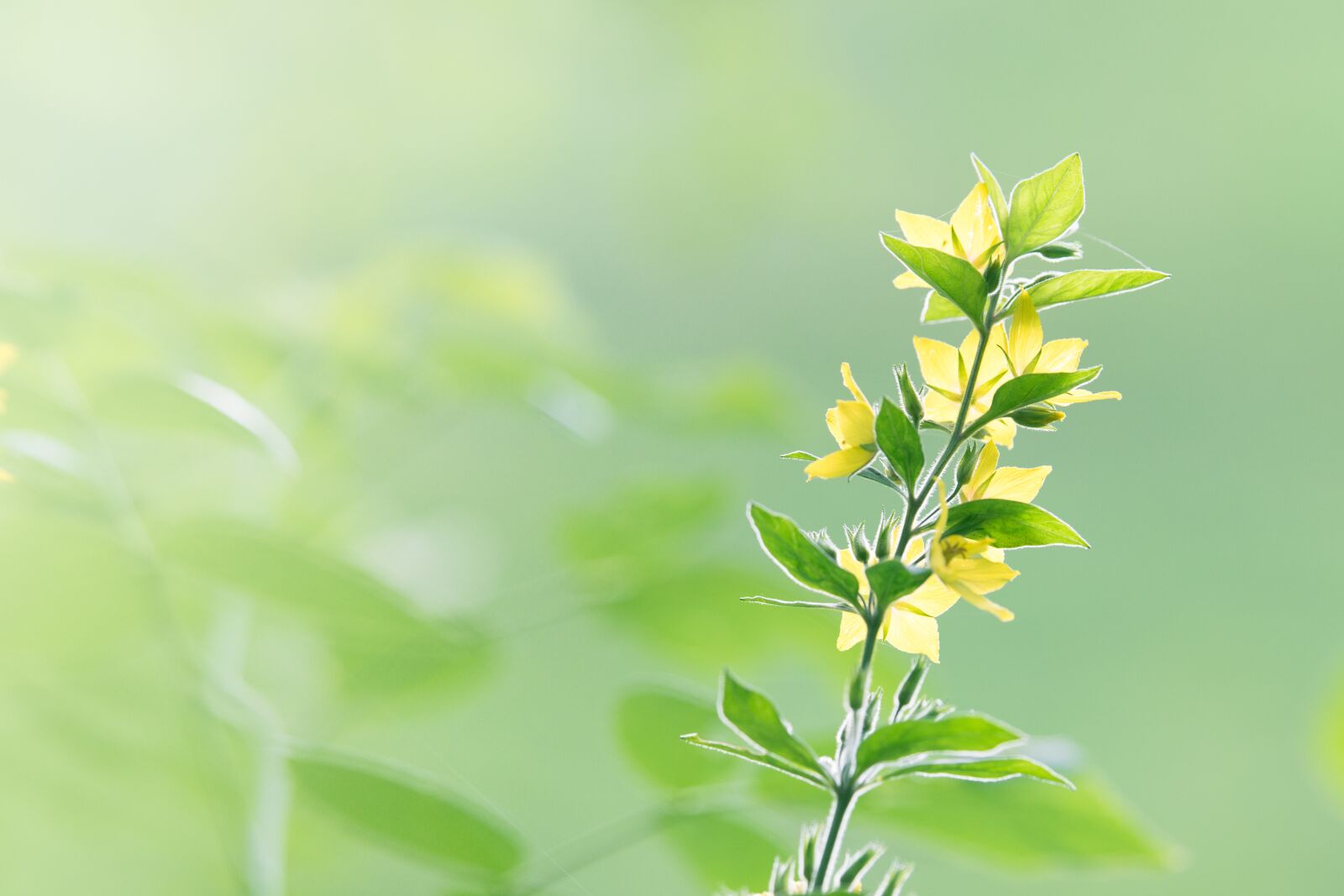 Nikon D5300 sample photo. Flower, background, gentle photography