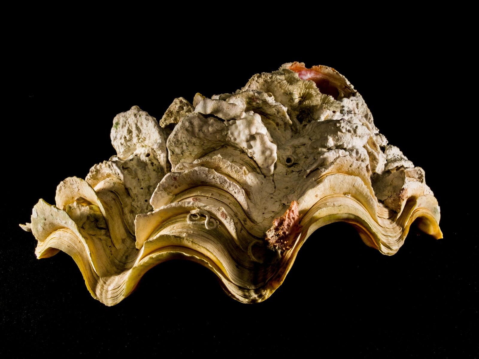 Fujifilm X-S1 sample photo. Shell, limescale, close up photography