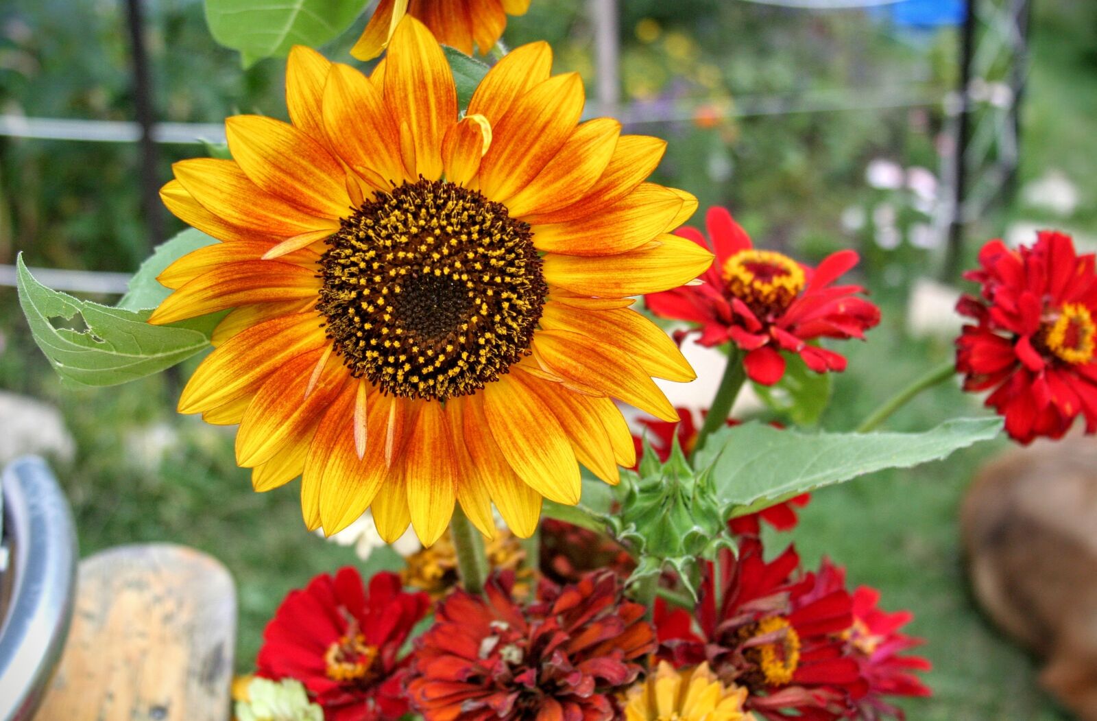 Canon EOS 350D (EOS Digital Rebel XT / EOS Kiss Digital N) sample photo. Sunflower, summer, garden photography
