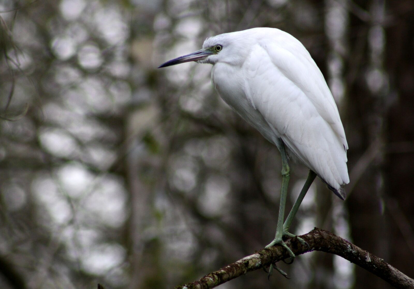 Canon EOS 1000D (EOS Digital Rebel XS / EOS Kiss F) sample photo. Heron, blue, young photography