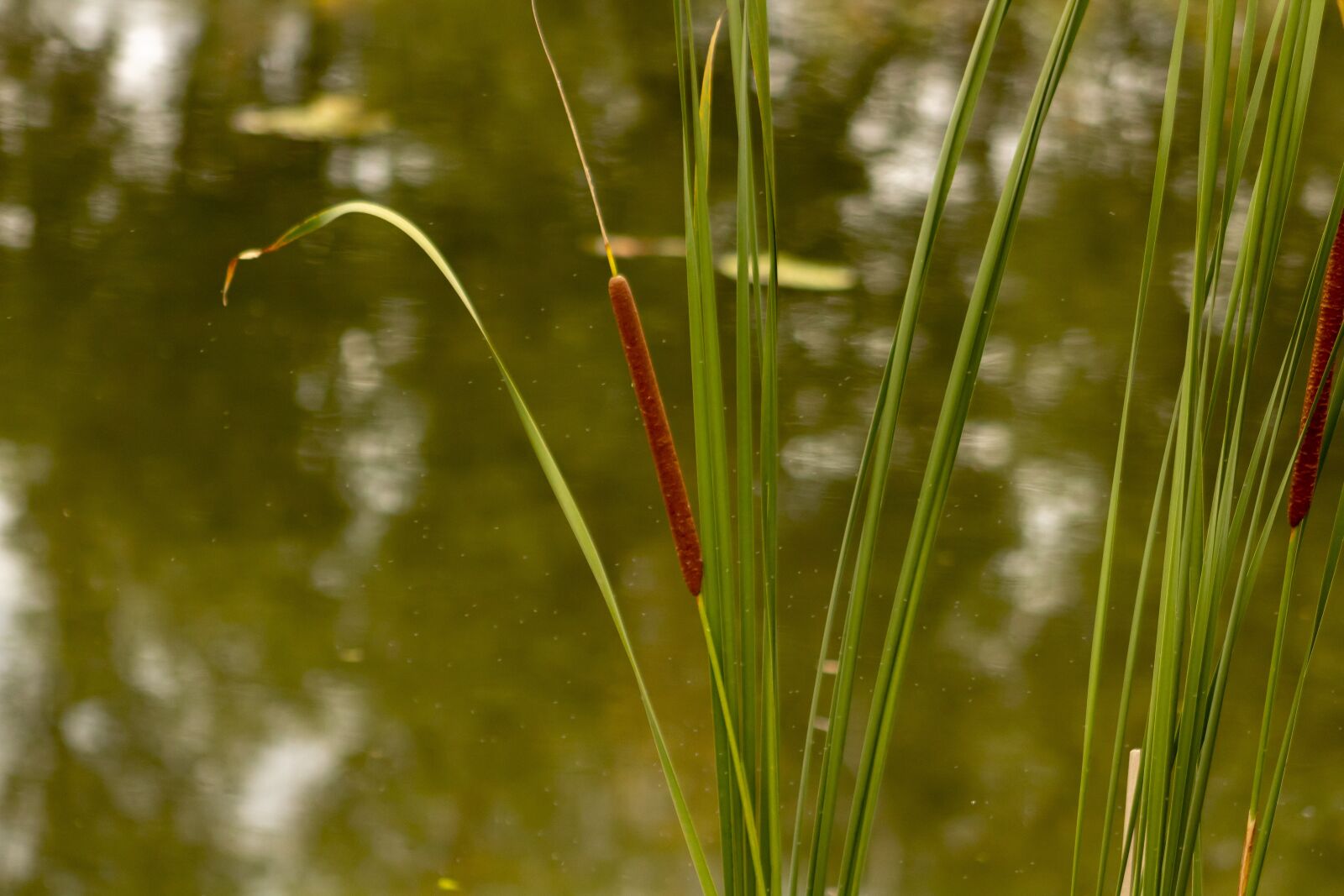 Canon EF75-300mm f/4-5.6 sample photo. Wildflower, mace, cattail photography