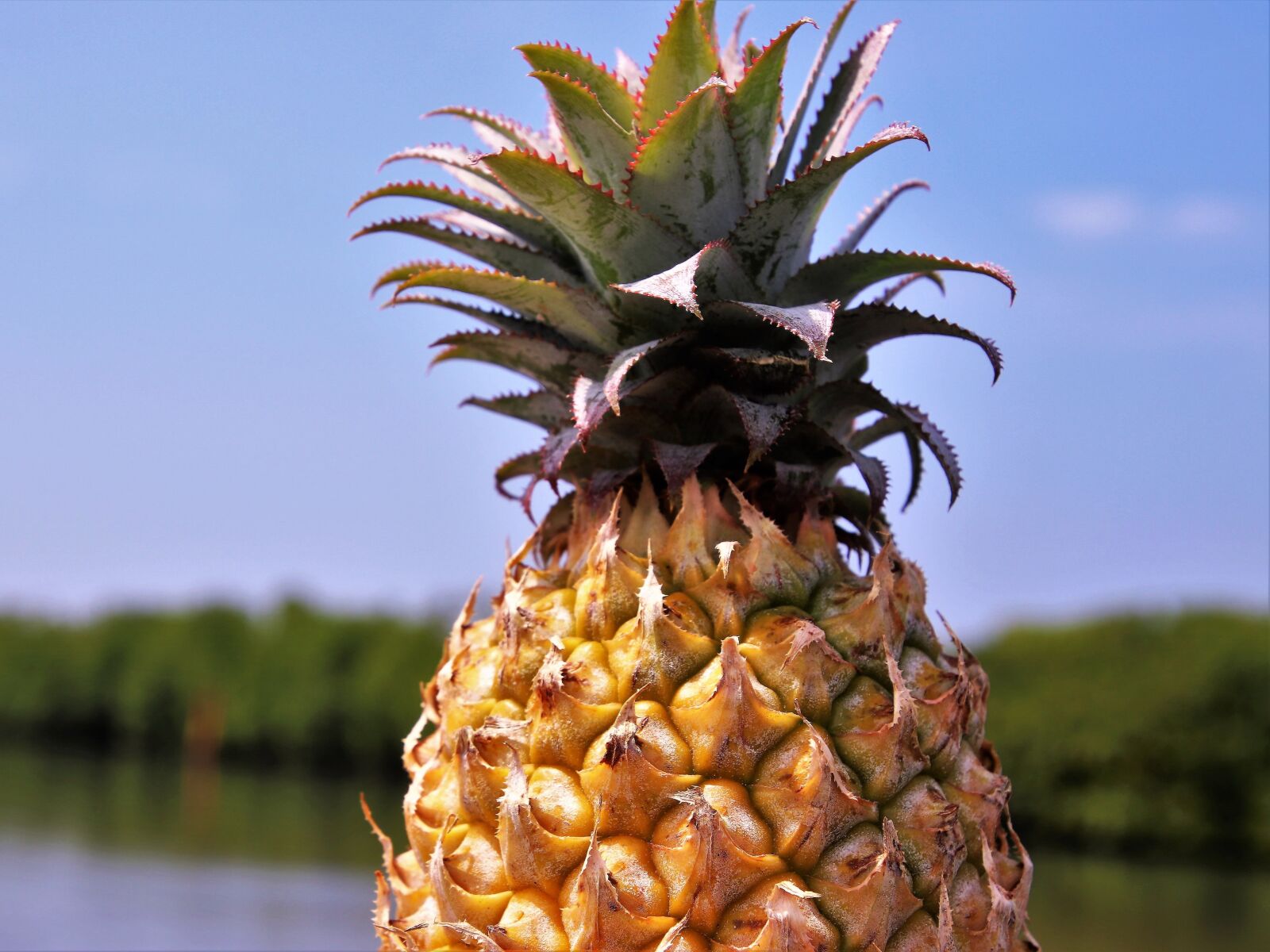 Canon EOS 80D sample photo. Pineapple, fruit, bio photography