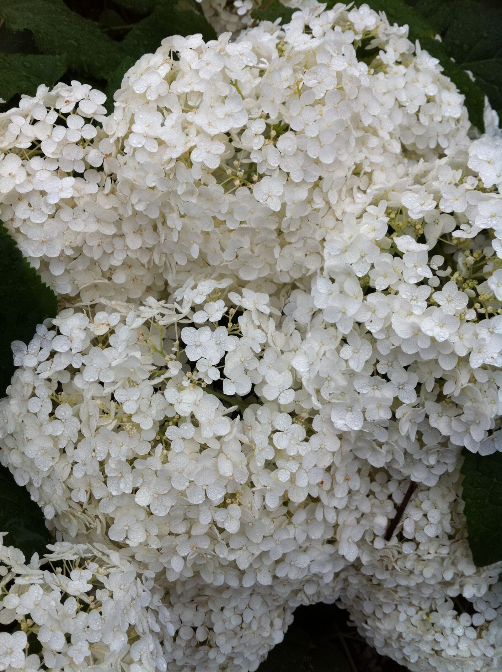 Apple iPhone 4 sample photo