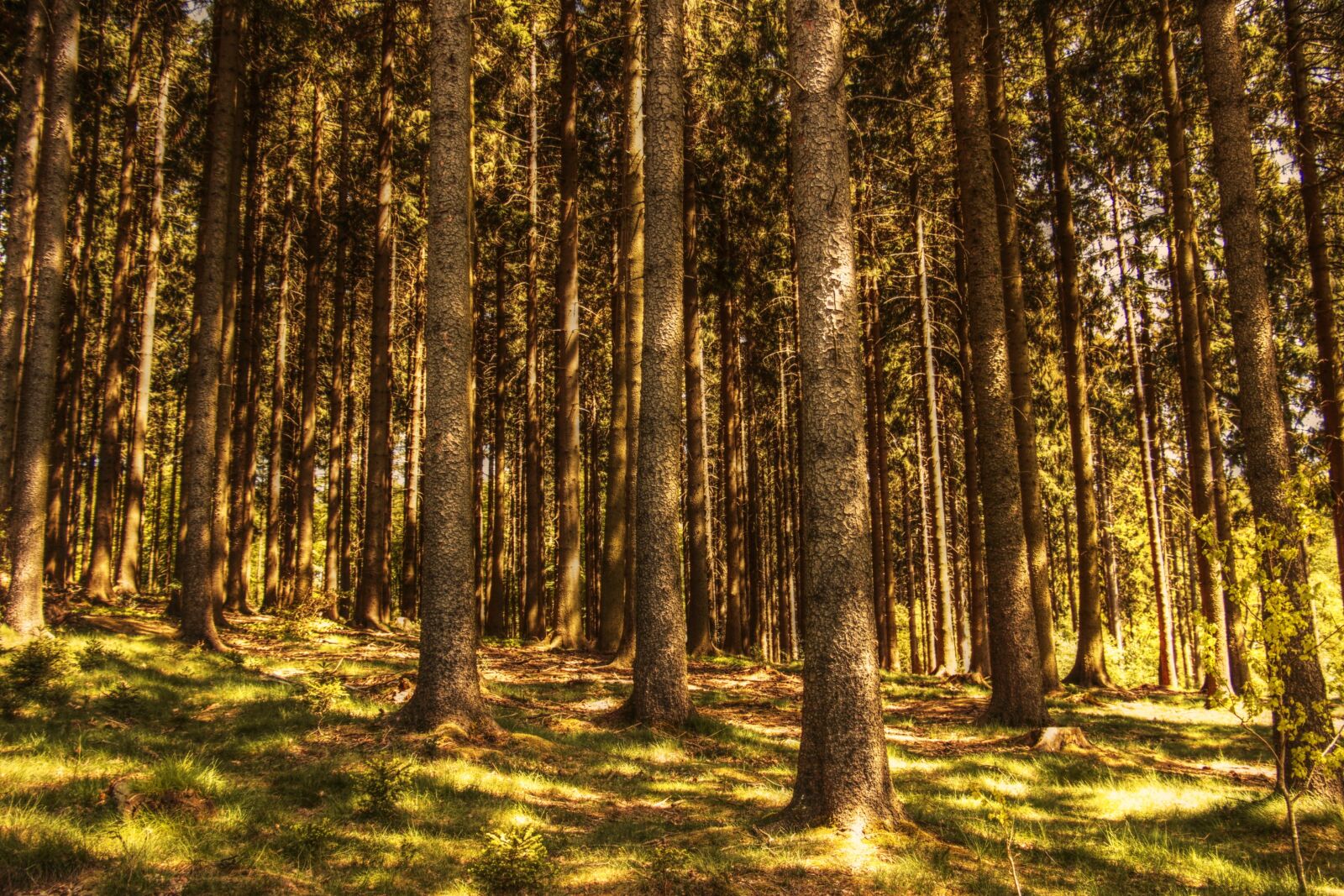 Canon EOS 100D (EOS Rebel SL1 / EOS Kiss X7) sample photo. Trees, fir forest, nature photography