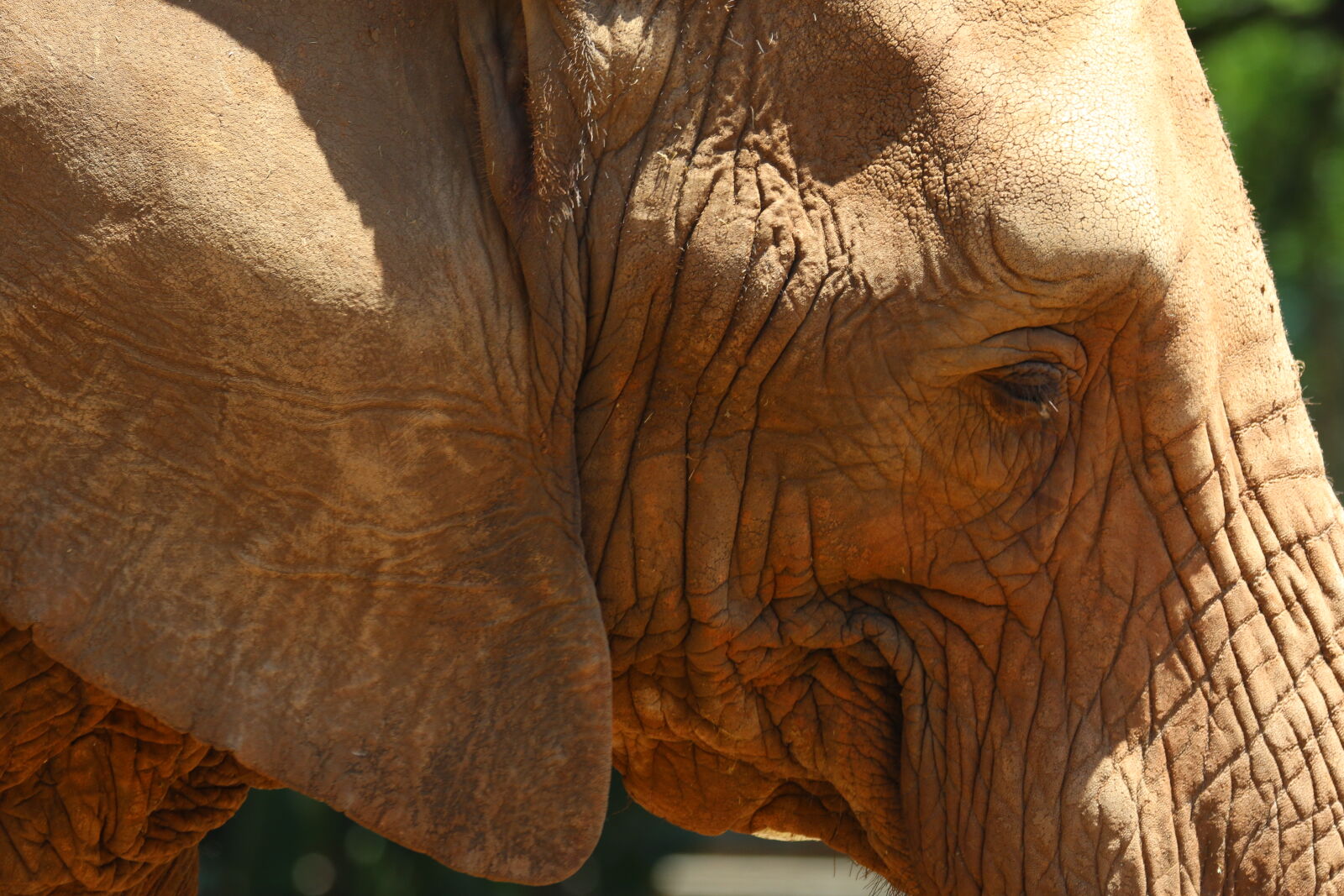 Tamron SP 150-600mm F5-6.3 Di VC USD sample photo. Ear, elephant, elephant, trunk photography