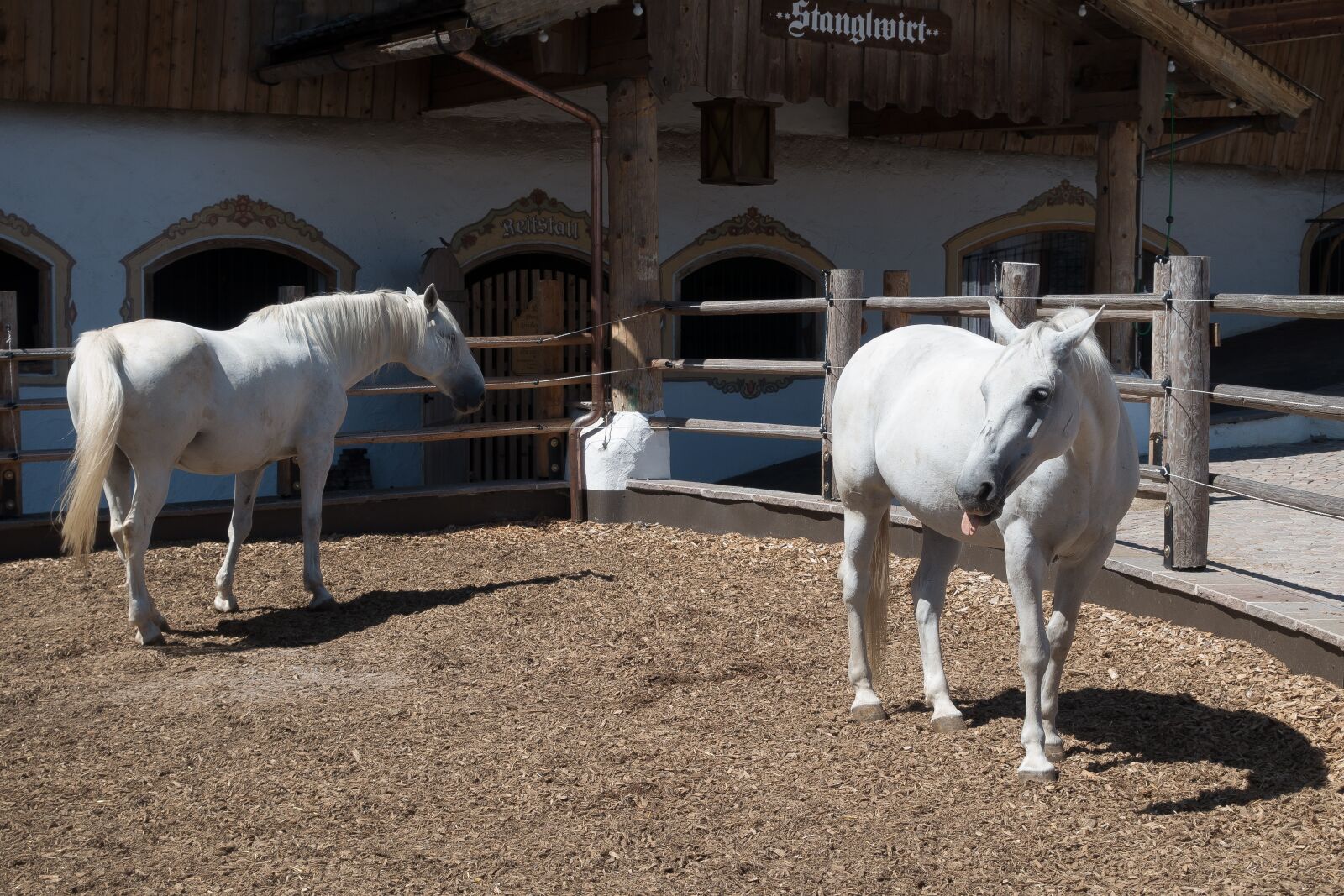 Sony Cyber-shot DSC-RX100 III sample photo. Stud, reiterhof, lipizzaner photography