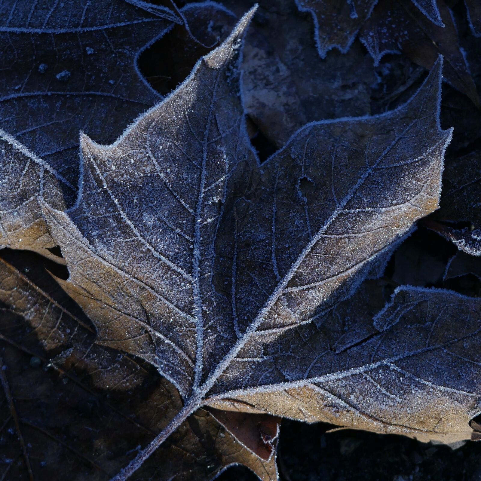 Panasonic Lumix DMC-GH4 sample photo. Frost, leaf, frozen photography