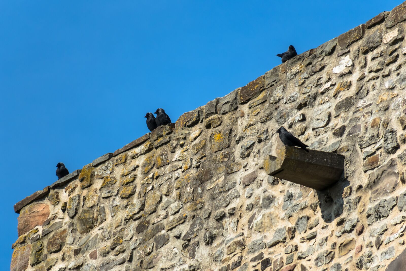 Canon PowerShot G3 X sample photo. Castle wall, jackdaws, watch photography