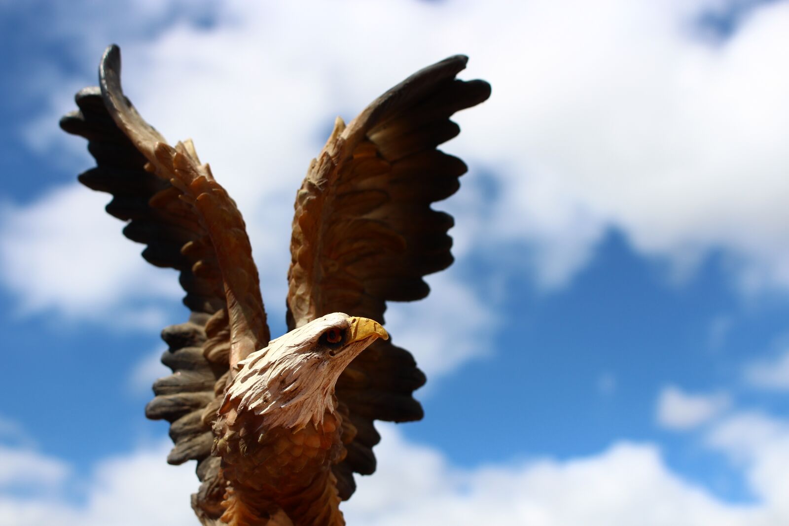 Canon EOS 700D (EOS Rebel T5i / EOS Kiss X7i) sample photo. Eagle, bird, wings photography