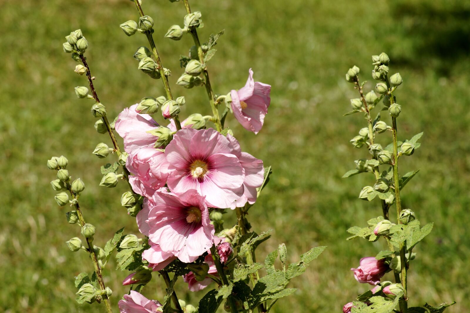 Sony SLT-A58 sample photo. Stock rose, common peony photography