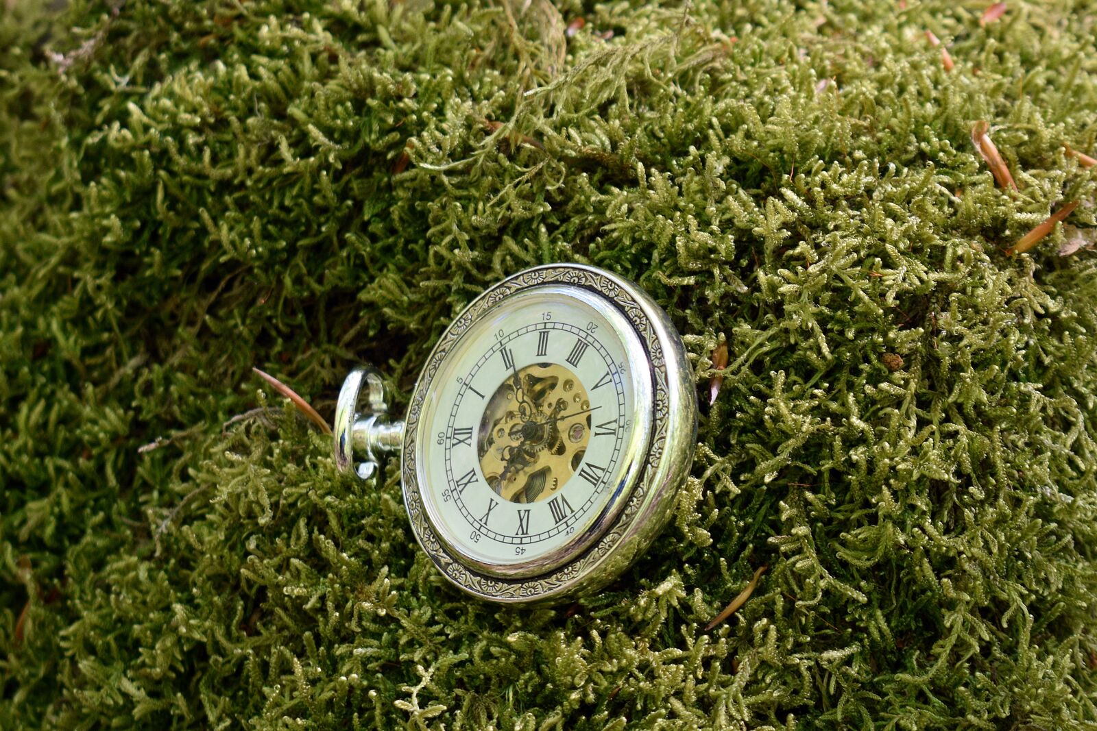 Nikon D3400 sample photo. Moss, watch, time photography
