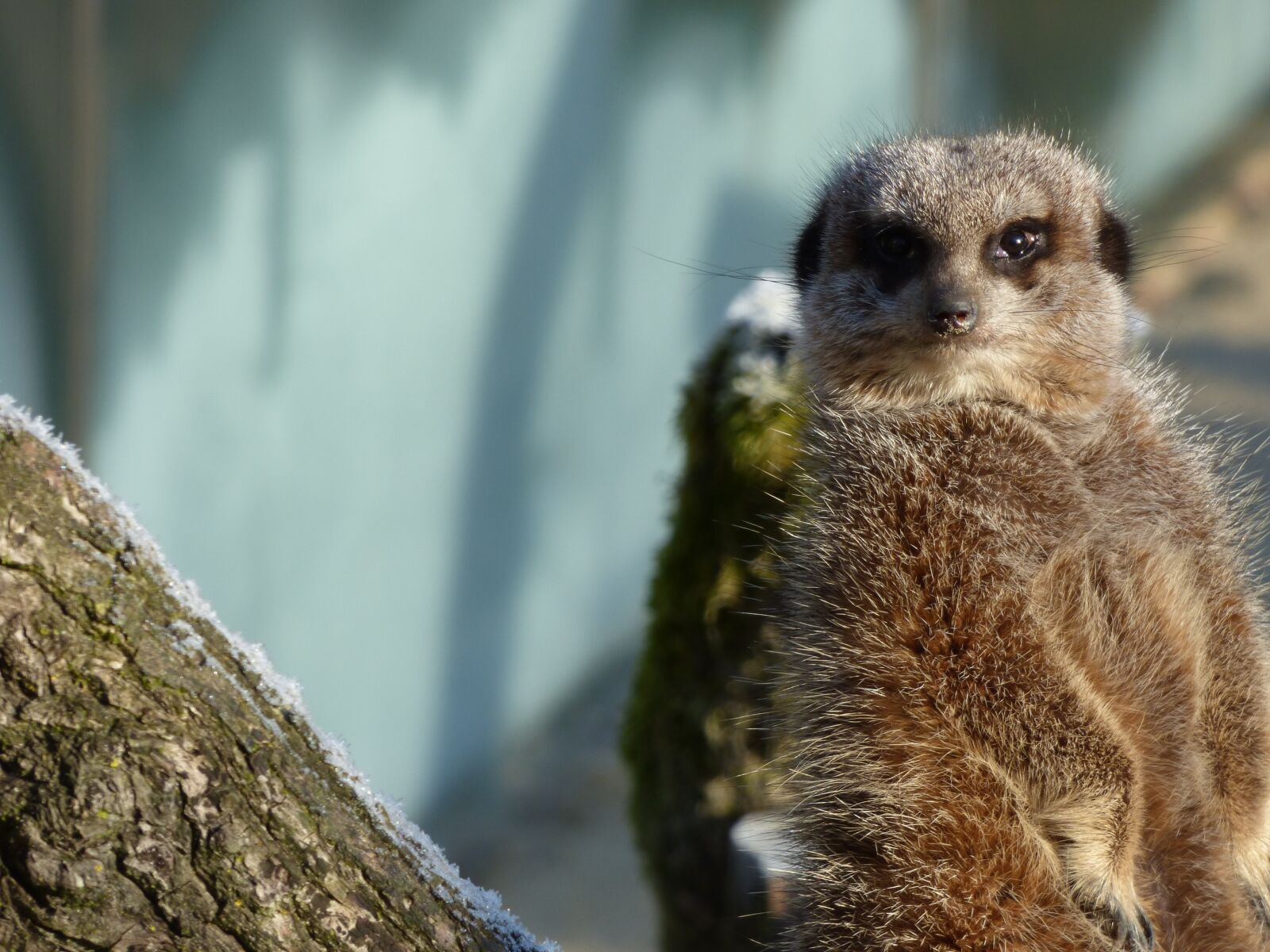 Panasonic DMC-FZ72 sample photo. Meerkat, attention, animal photography