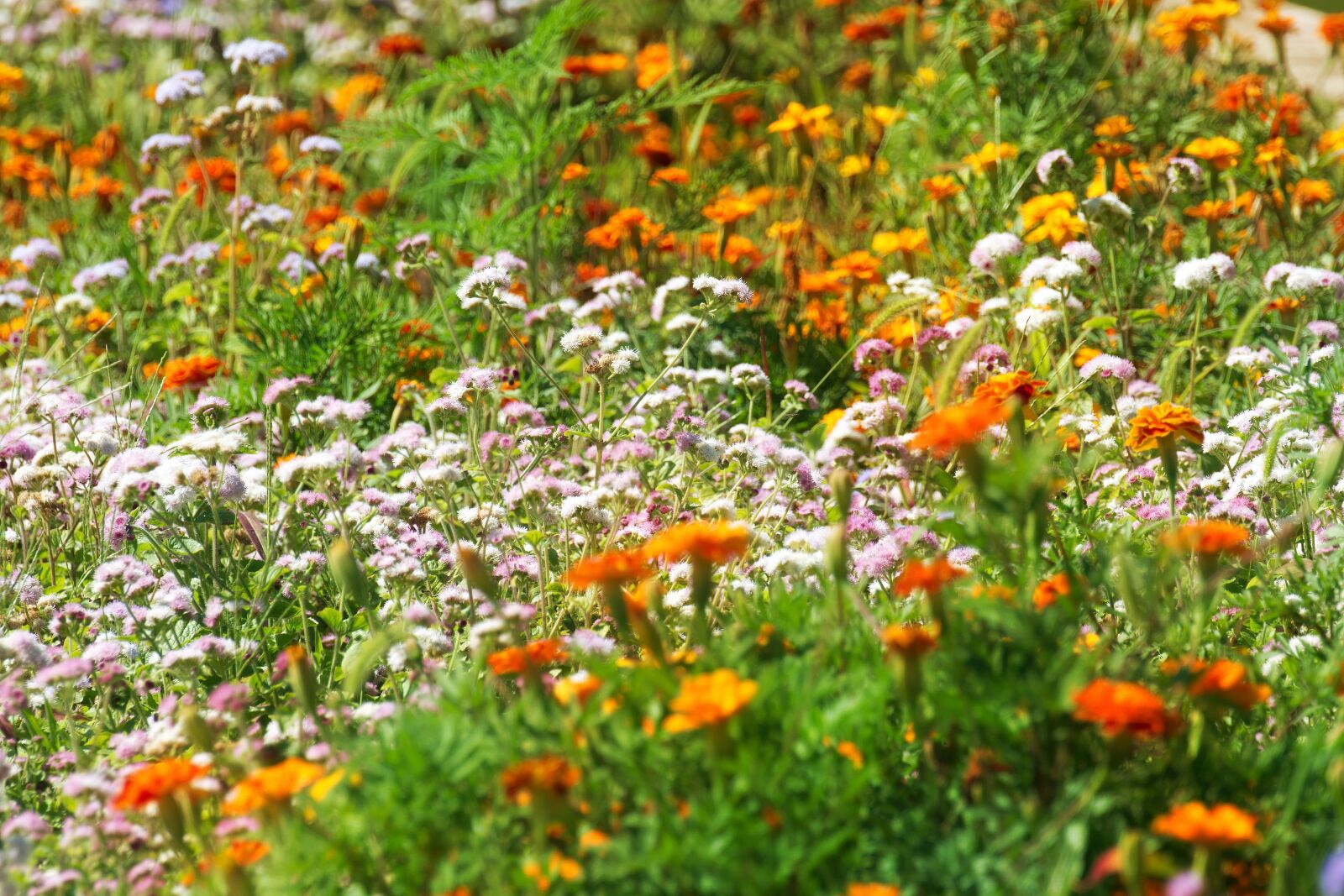 Nikon D5300 sample photo. Flowers, garden, orange photography