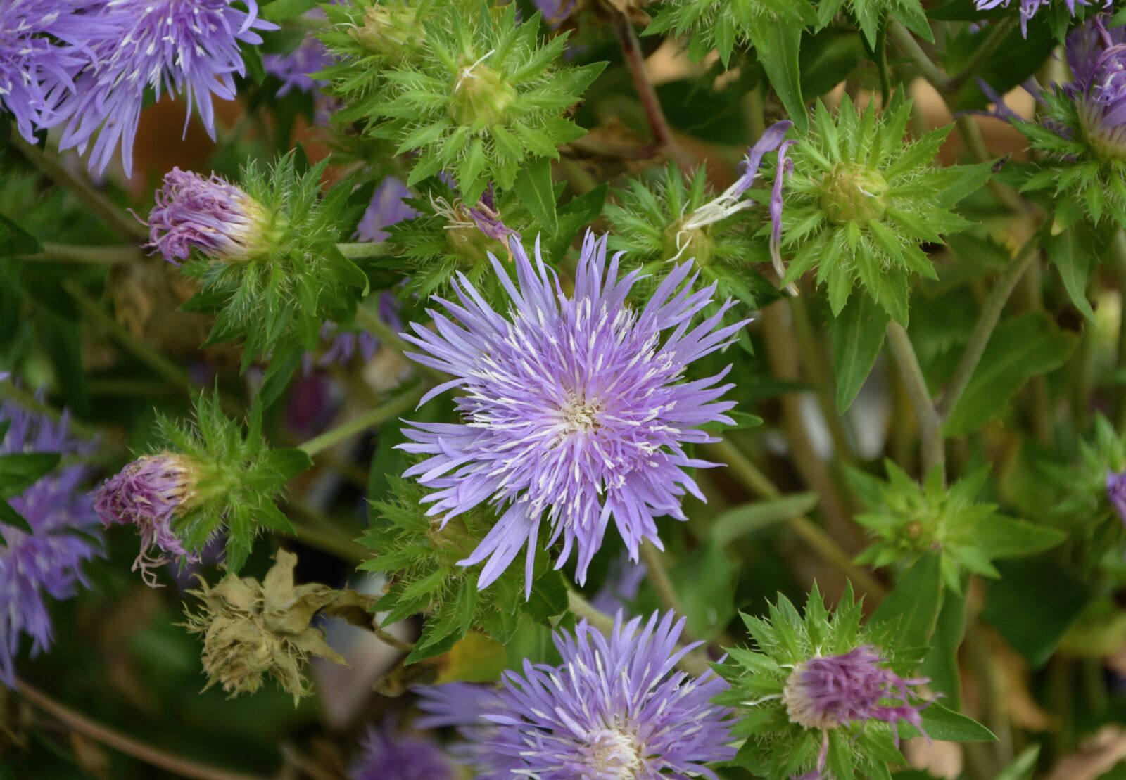 Nikon D5200 sample photo. Flower, plant, plants flowering photography