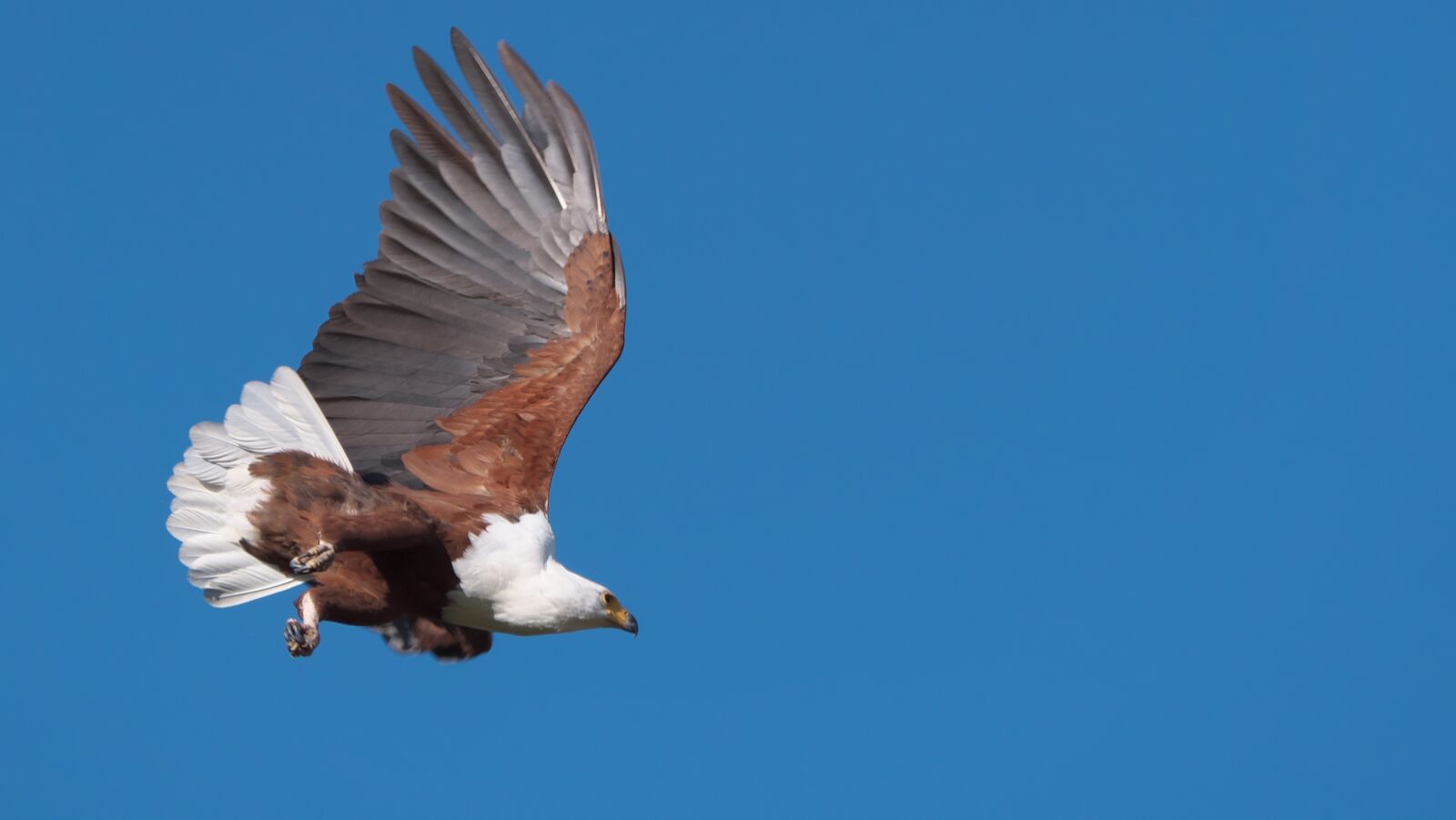 Panasonic Lumix DC-G9 sample photo. Osprey, botswana, okavango delta photography
