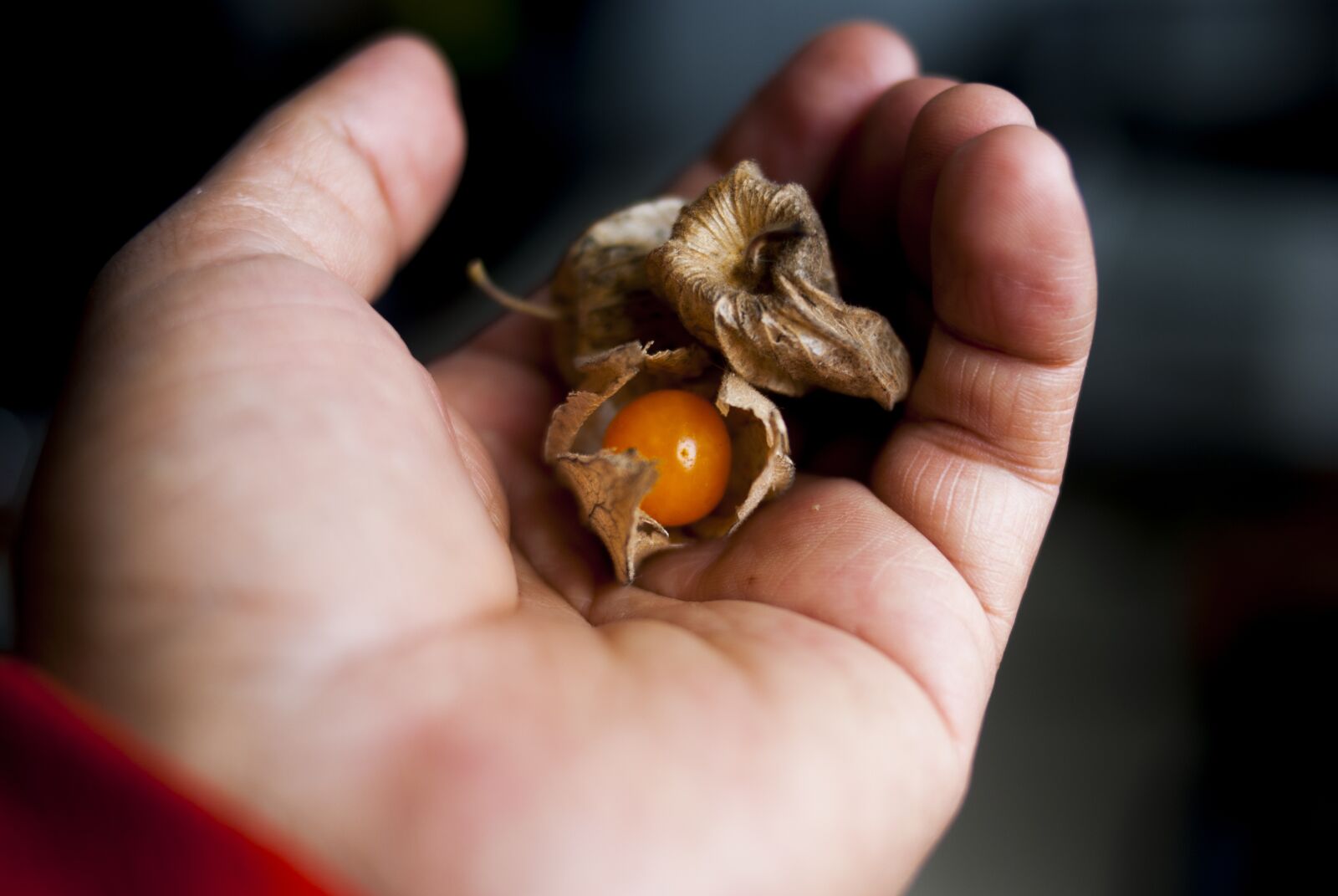 Nikon D60 sample photo. Uvilla, food, nature photography