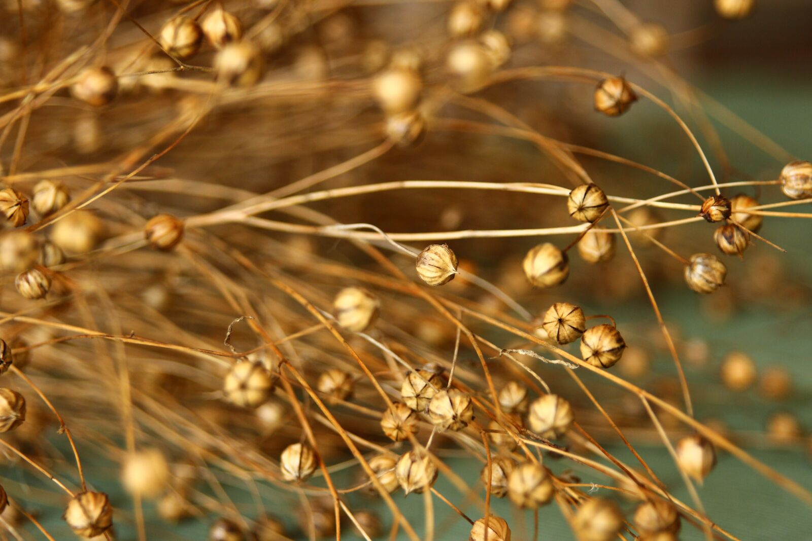 Canon EOS 600D (Rebel EOS T3i / EOS Kiss X5) sample photo. Flax, lino, nature photography