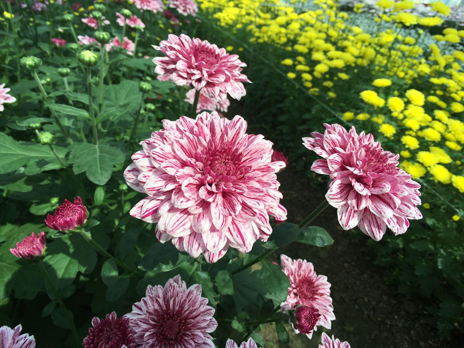 Apple iPhone 6s sample photo. Chrysanthemum, pink, flowers photography