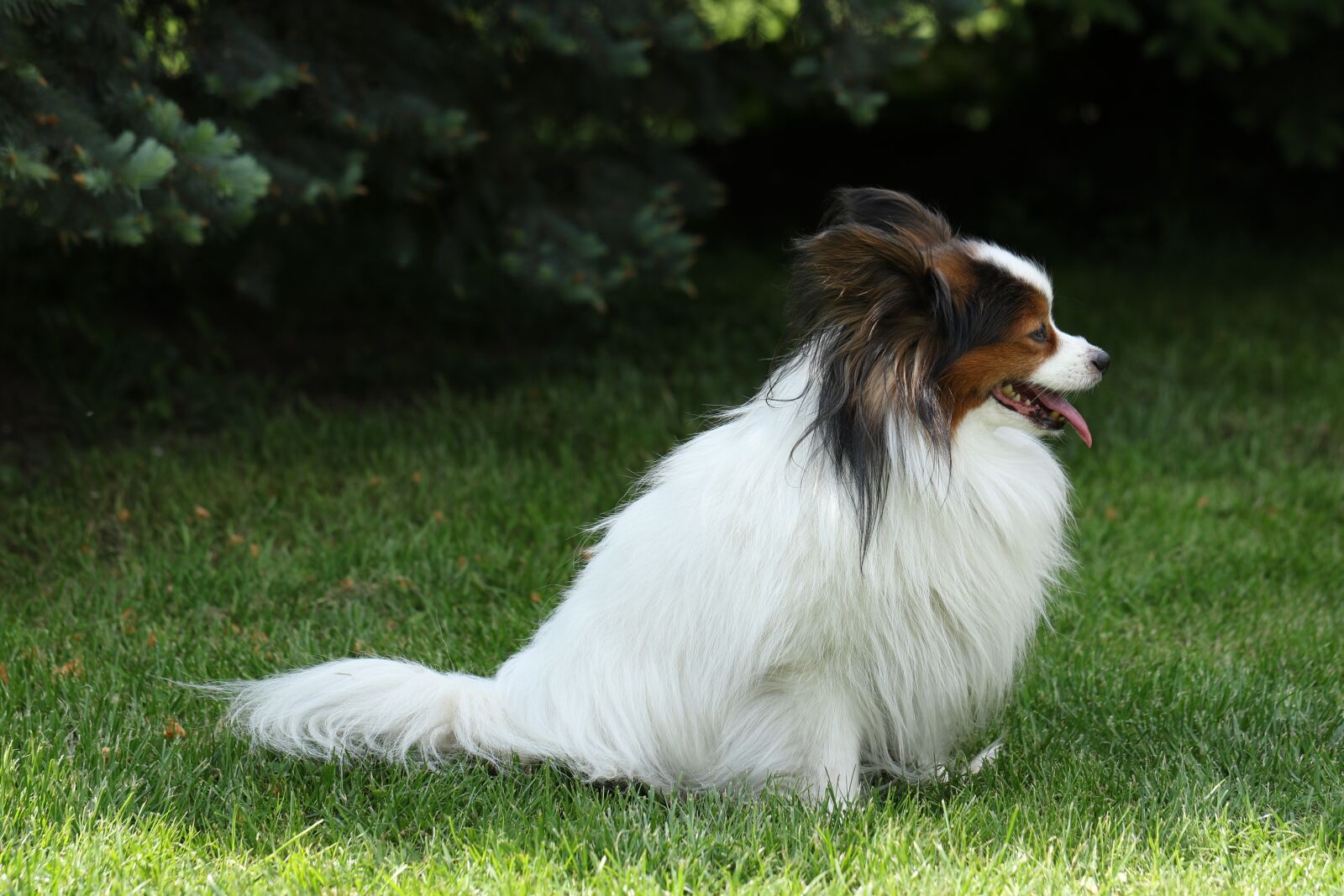 Canon EOS 7D Mark II sample photo. Papillon, pure-breed dog, breed photography