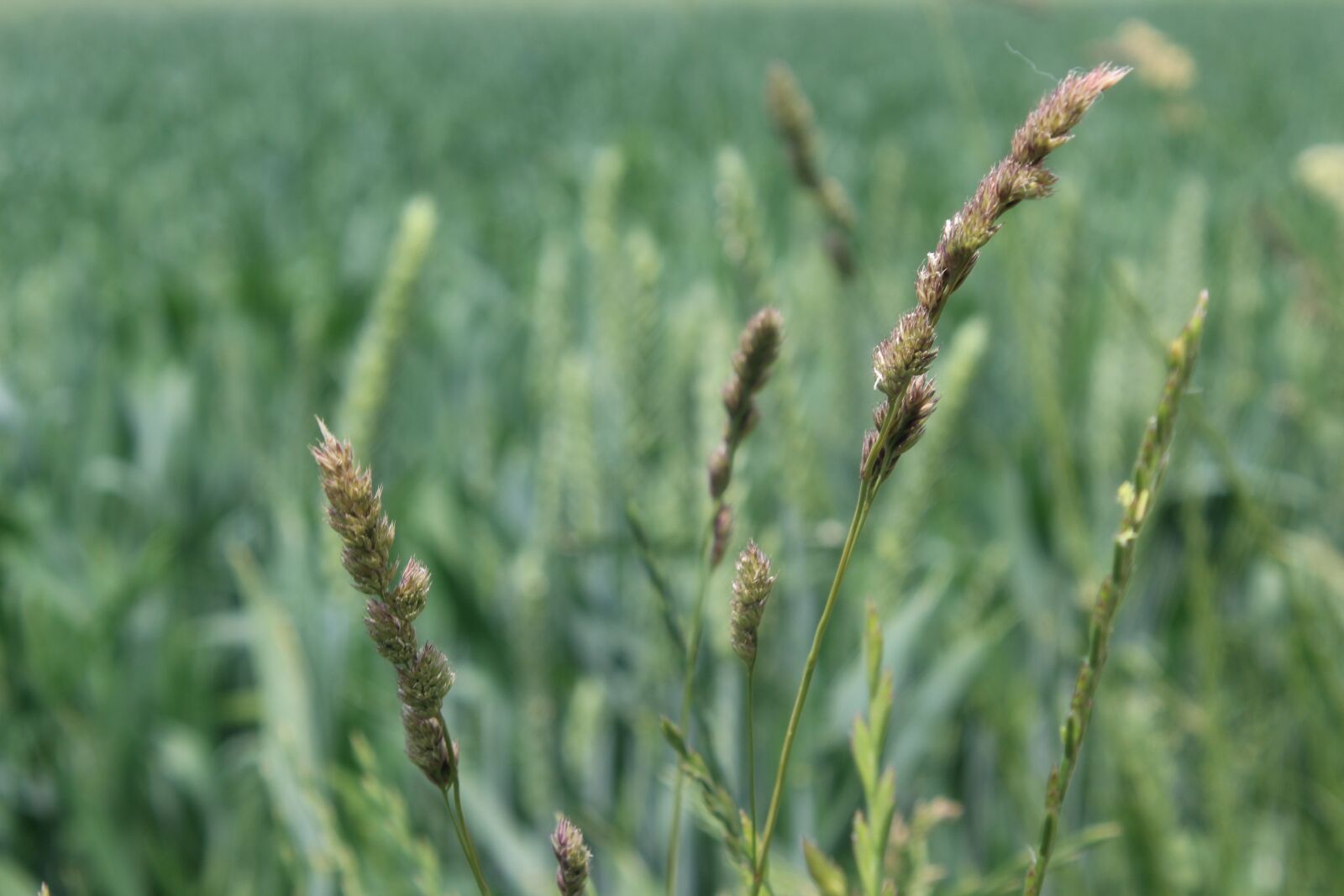 Canon EOS 1300D (EOS Rebel T6 / EOS Kiss X80) sample photo. Grasses, fields, blades of photography