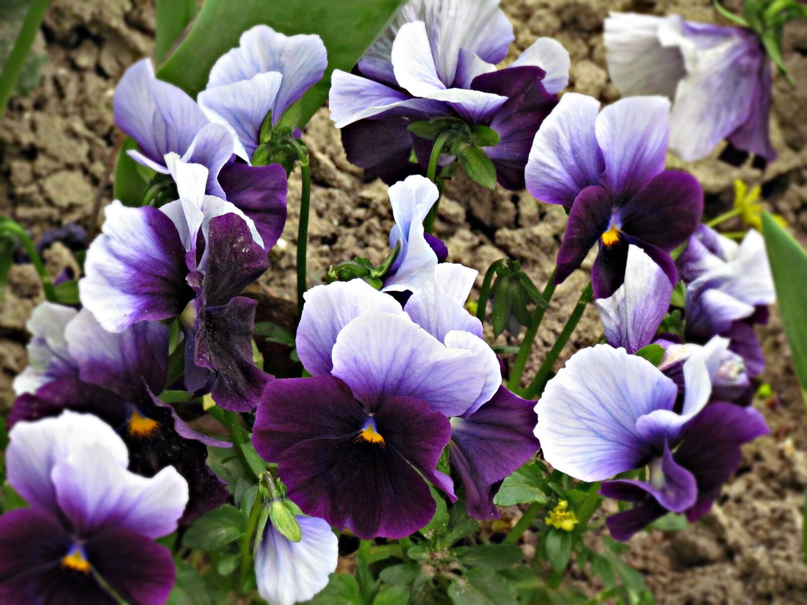 Canon PowerShot SX30 IS sample photo. Pansies, pansy, flower photography