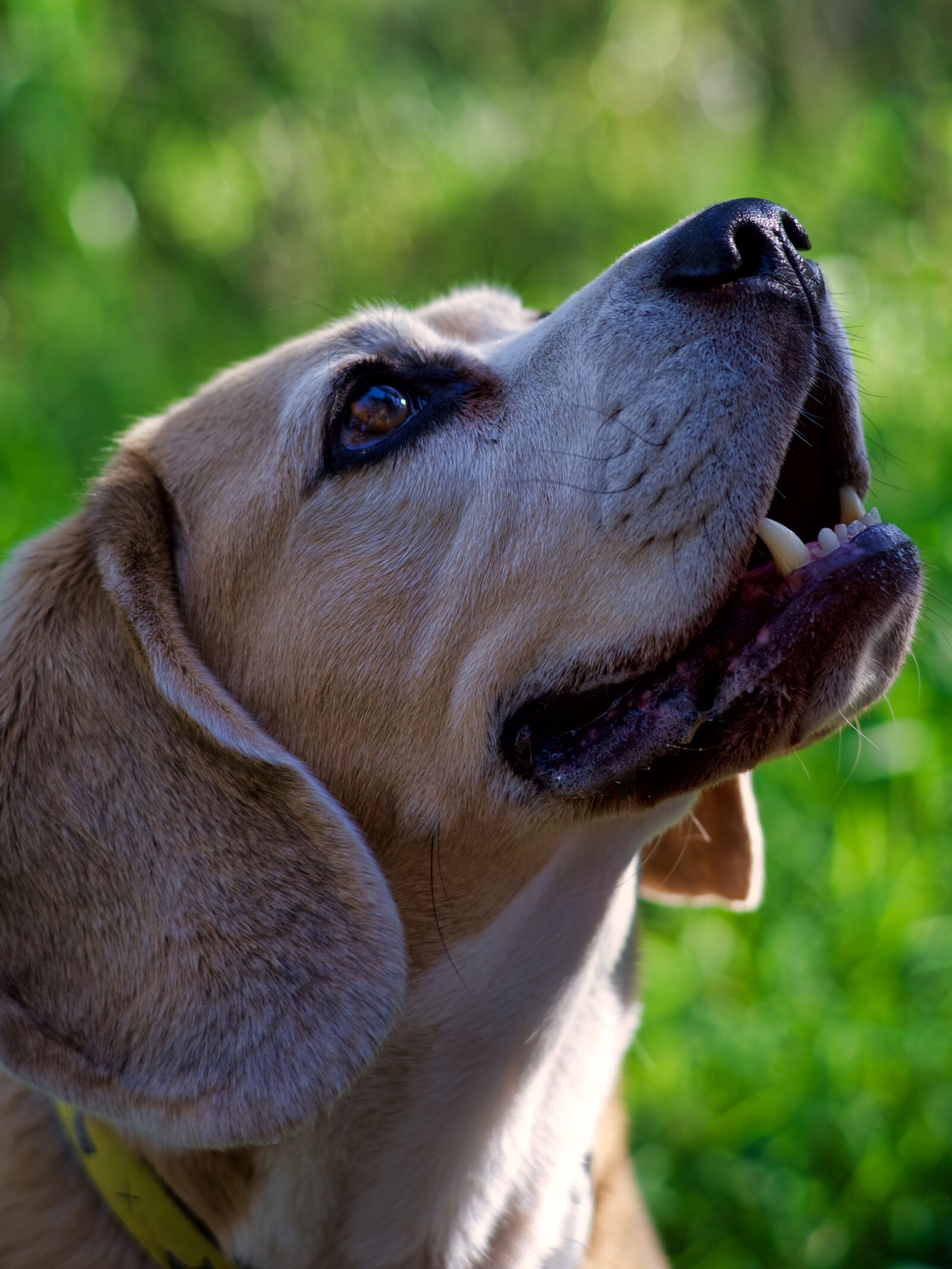 Pentax K-1 sample photo. Dog, beagle, pet photography