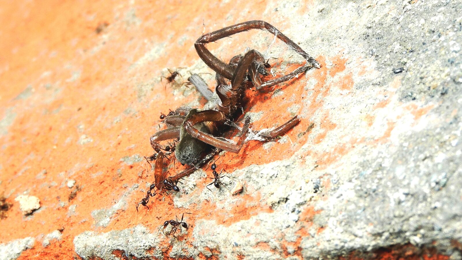 Nikon Coolpix B700 sample photo. Nature, macro, spider photography