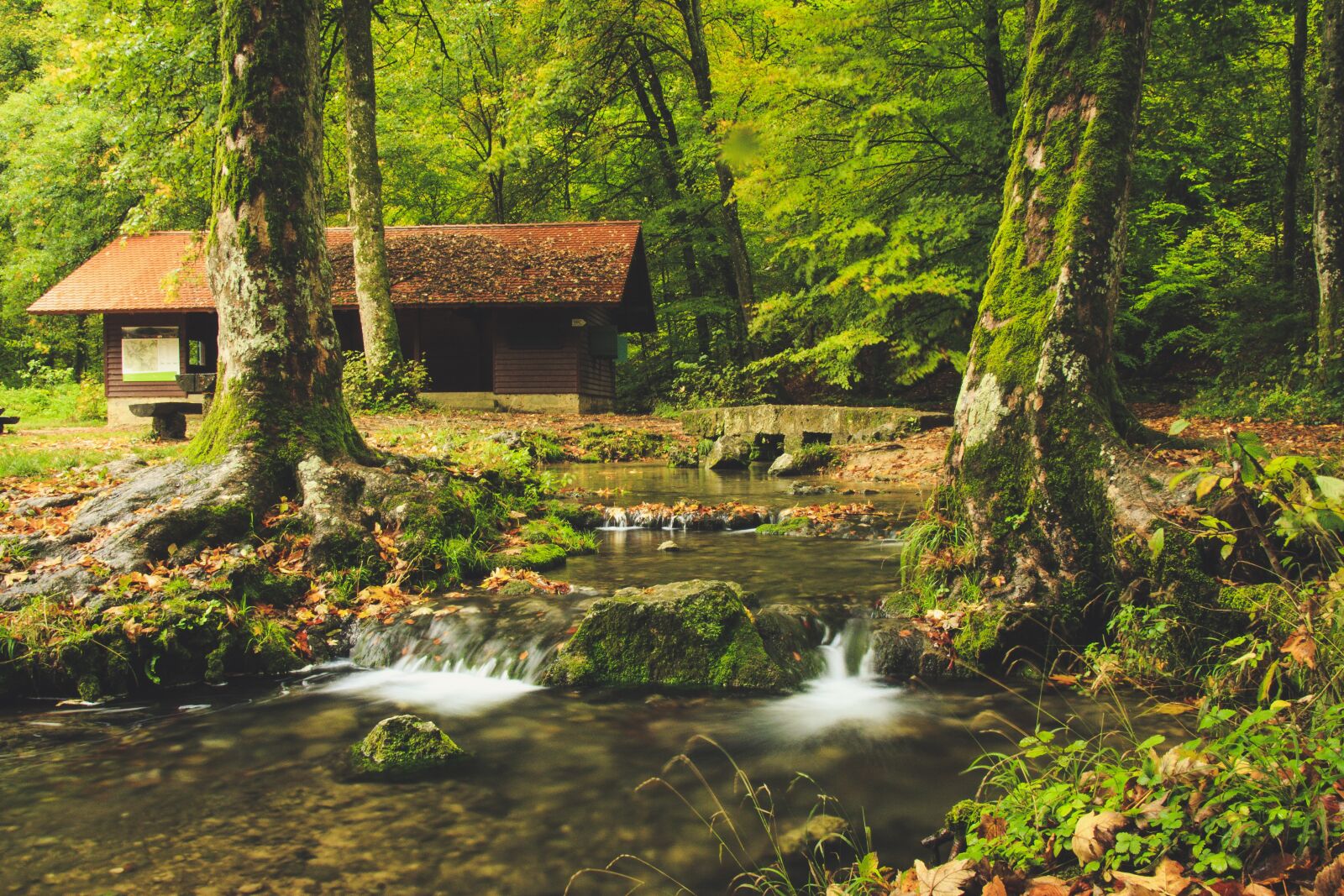Canon EOS 650D (EOS Rebel T4i / EOS Kiss X6i) sample photo. Bach leek, forest lodge photography