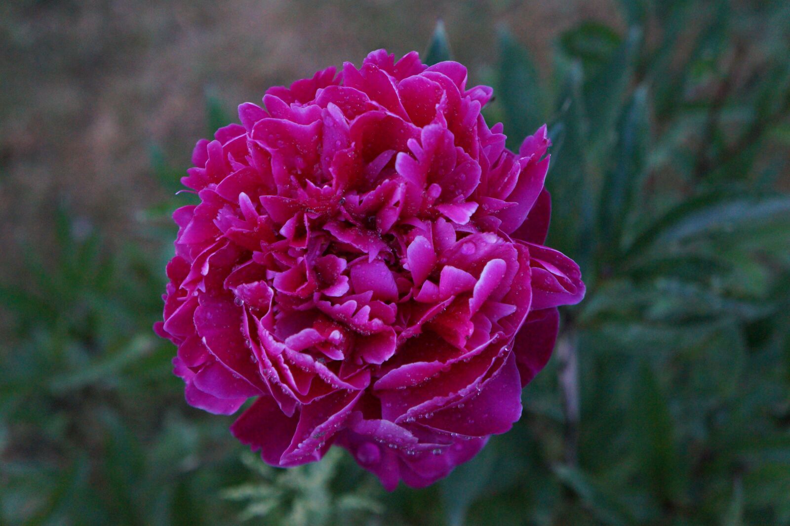 Sony Alpha a3000 + Sony E 18-55mm F3.5-5.6 OSS sample photo. Peony, spring, nature photography