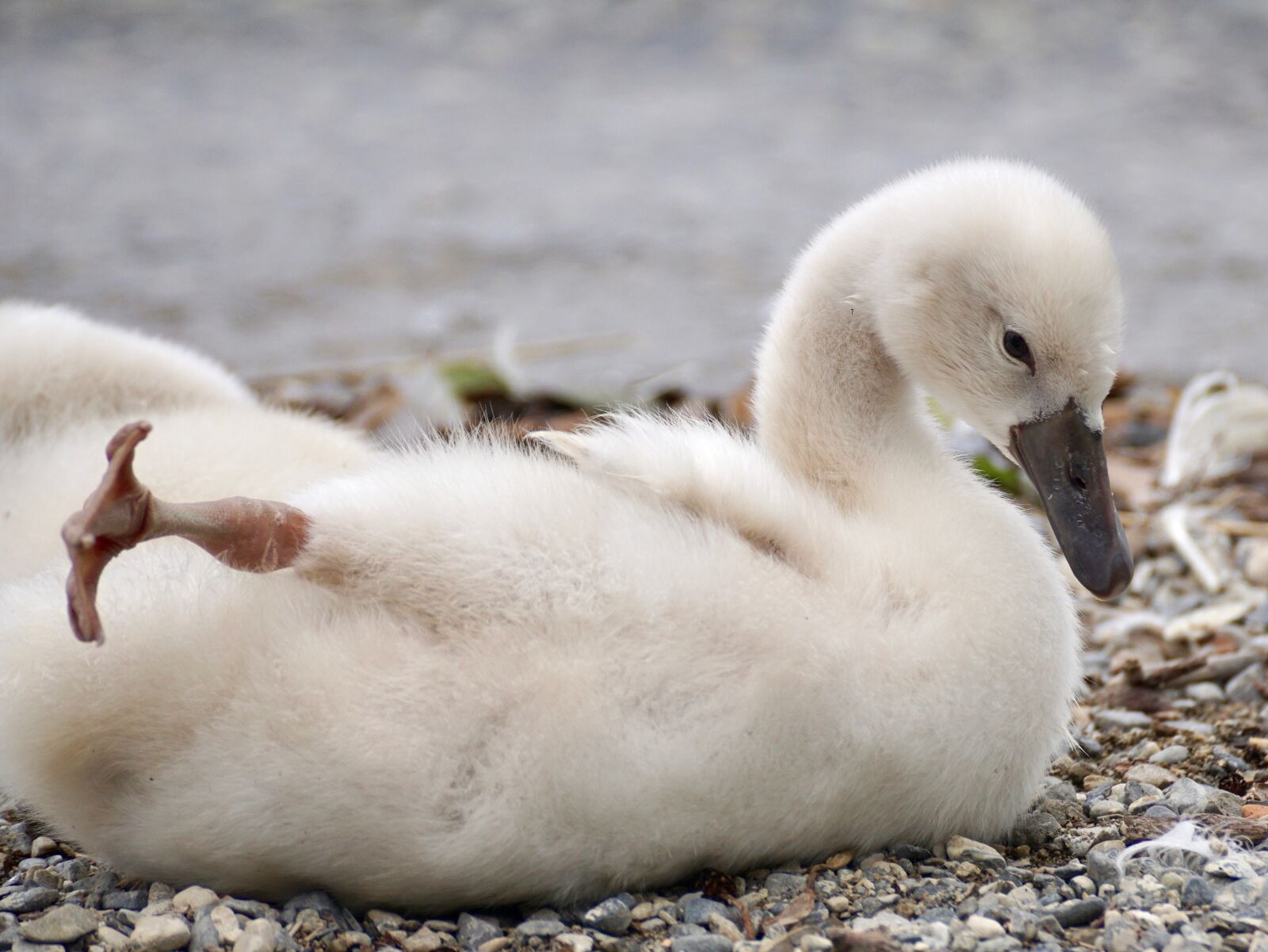 Sony DT 55-300mm F4.5-5.6 SAM sample photo. Swan, chicks, bird photography