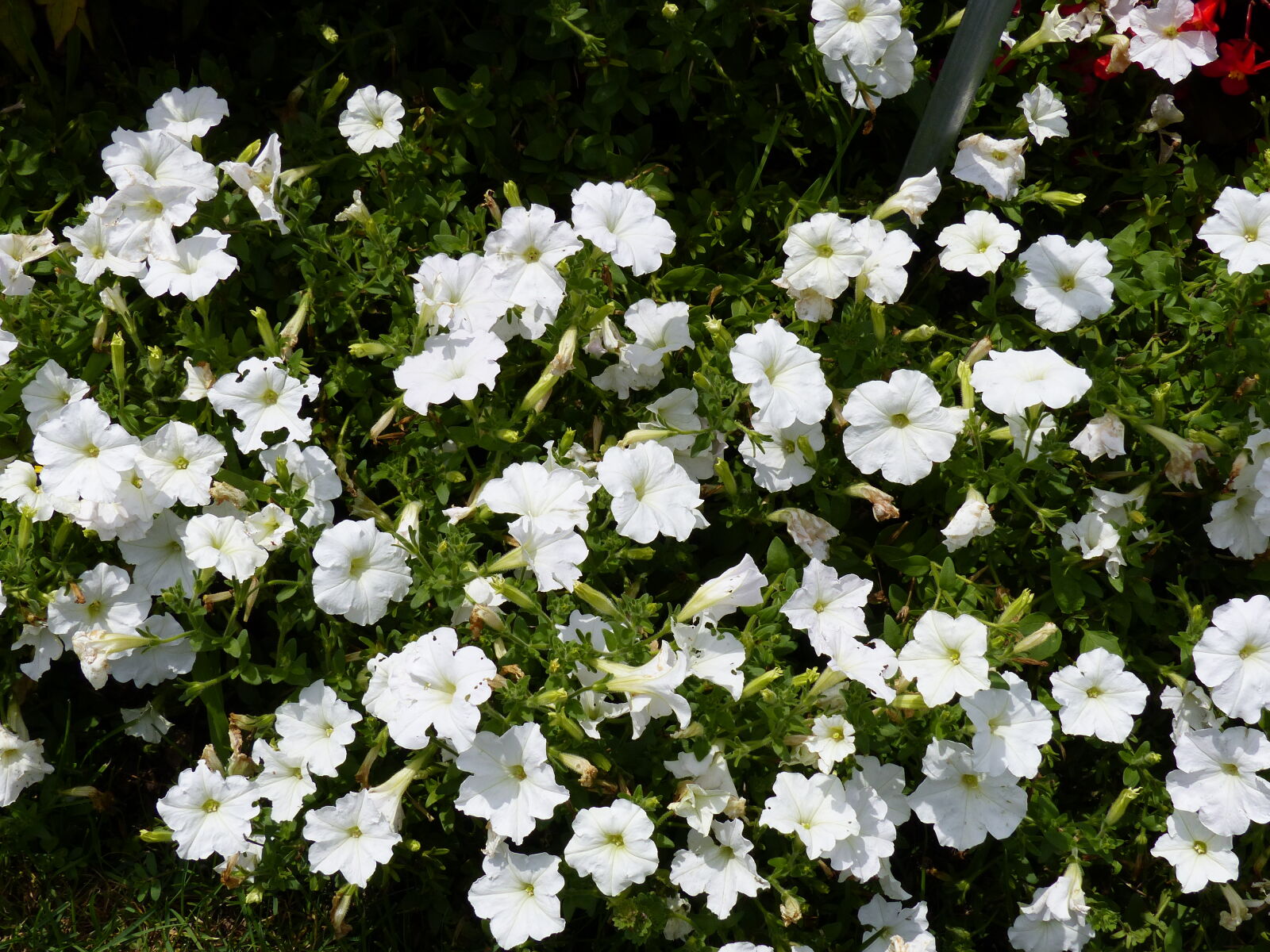 Panasonic Lumix DMC-FZ200 sample photo. Beautiful, flowers, flower, garden photography