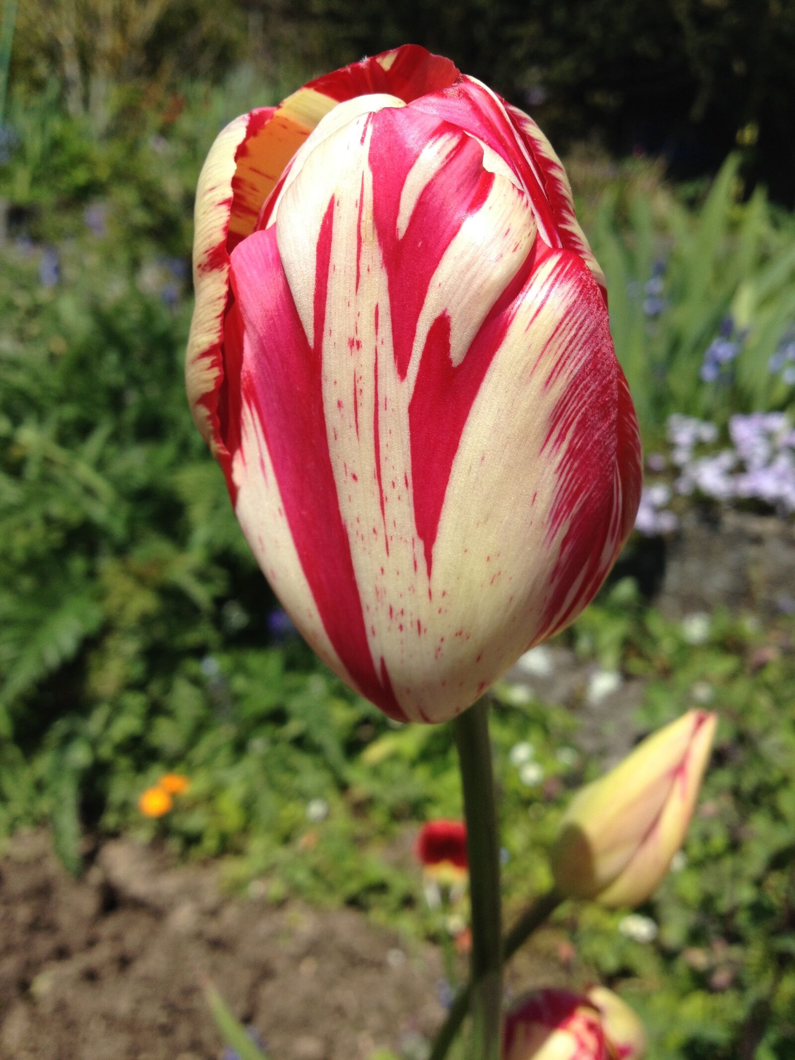 Apple iPhone 4S sample photo. Tulip, spring, garden photography