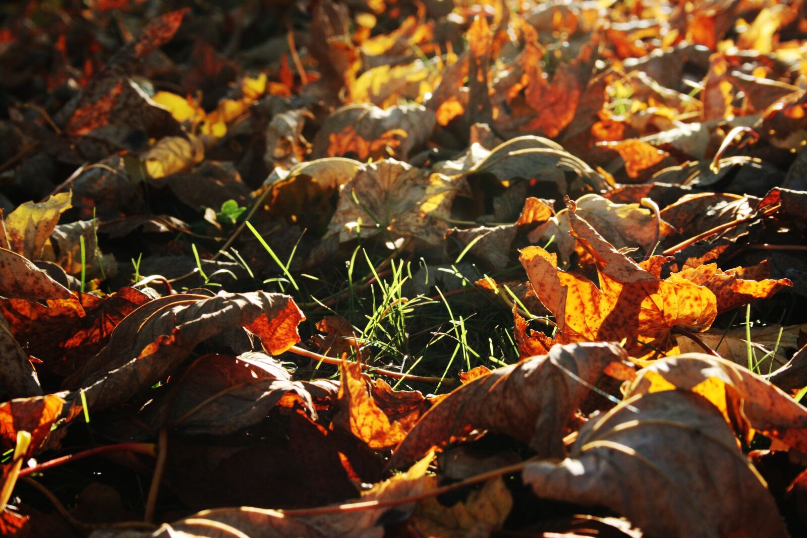 Canon EOS 400D (EOS Digital Rebel XTi / EOS Kiss Digital X) sample photo. Autumn, leaves, forest floor photography