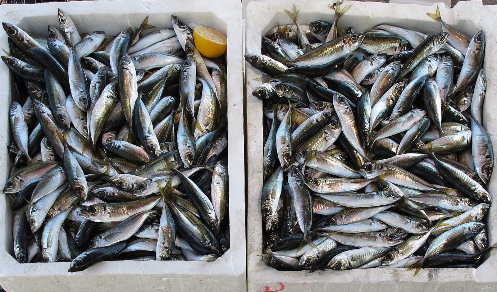 Canon PowerShot G12 sample photo. Fish, freshly caught, fishing photography