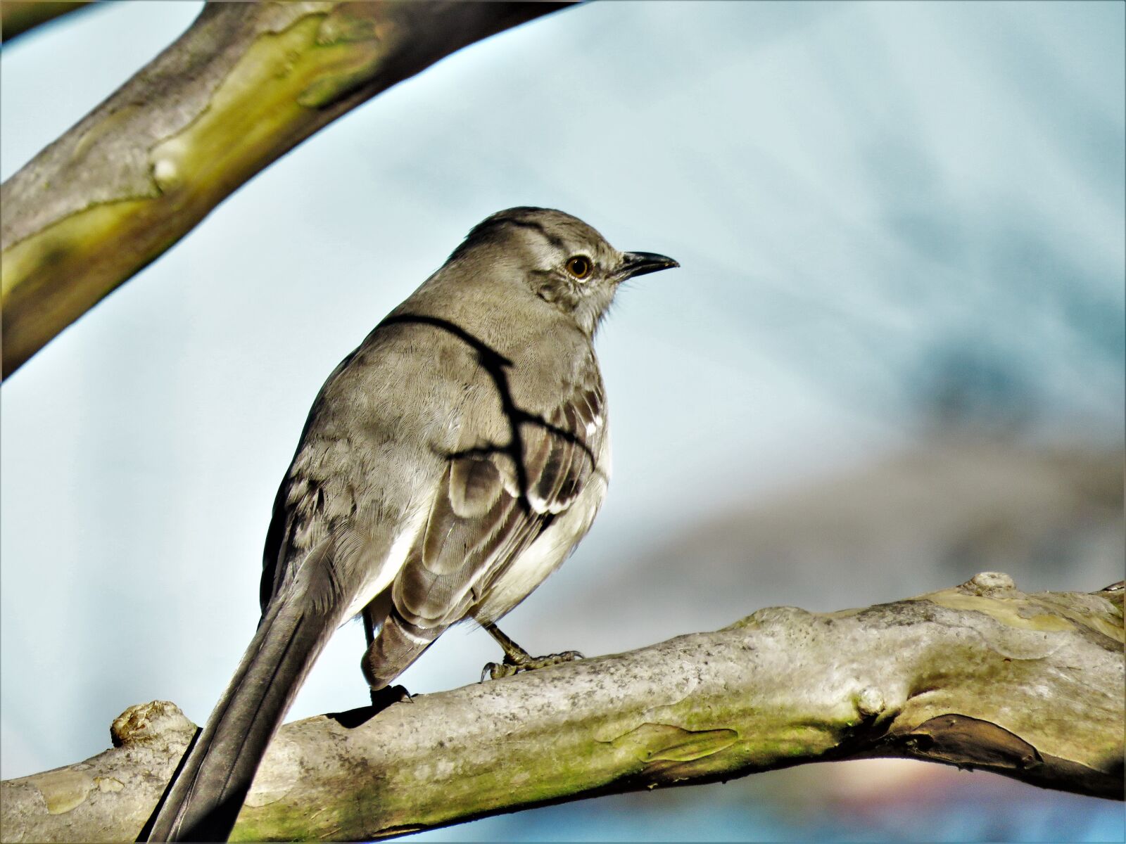Canon PowerShot SX60 HS sample photo. Bird, mocking bird, close photography