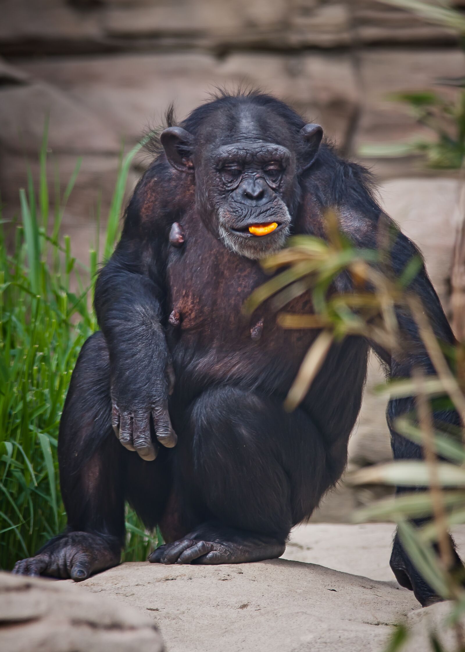 Canon EOS 50D sample photo. Chimpanzee, eat, africa photography