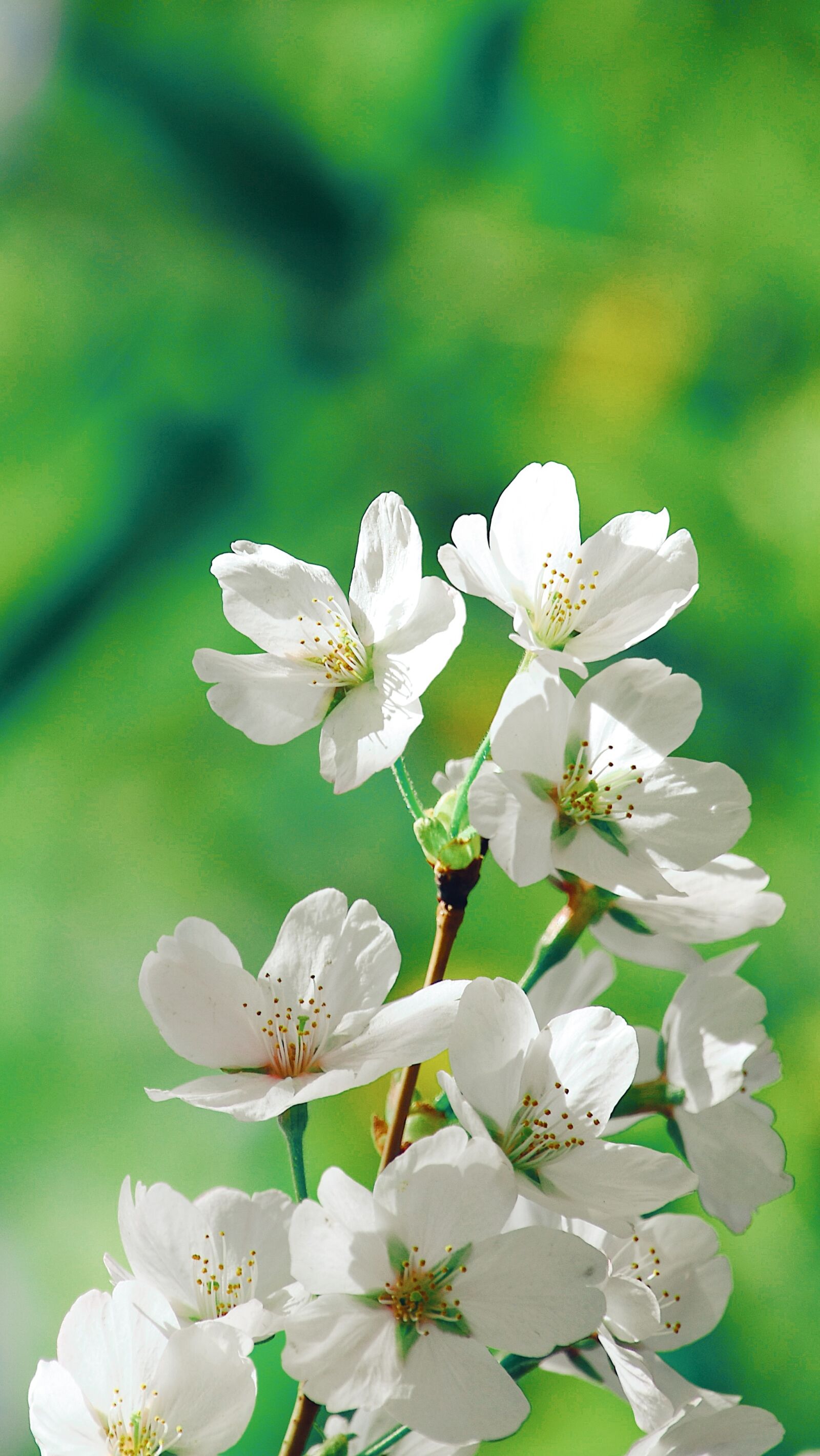 Nikon D7200 sample photo. Cherry blossom, petal, spring photography