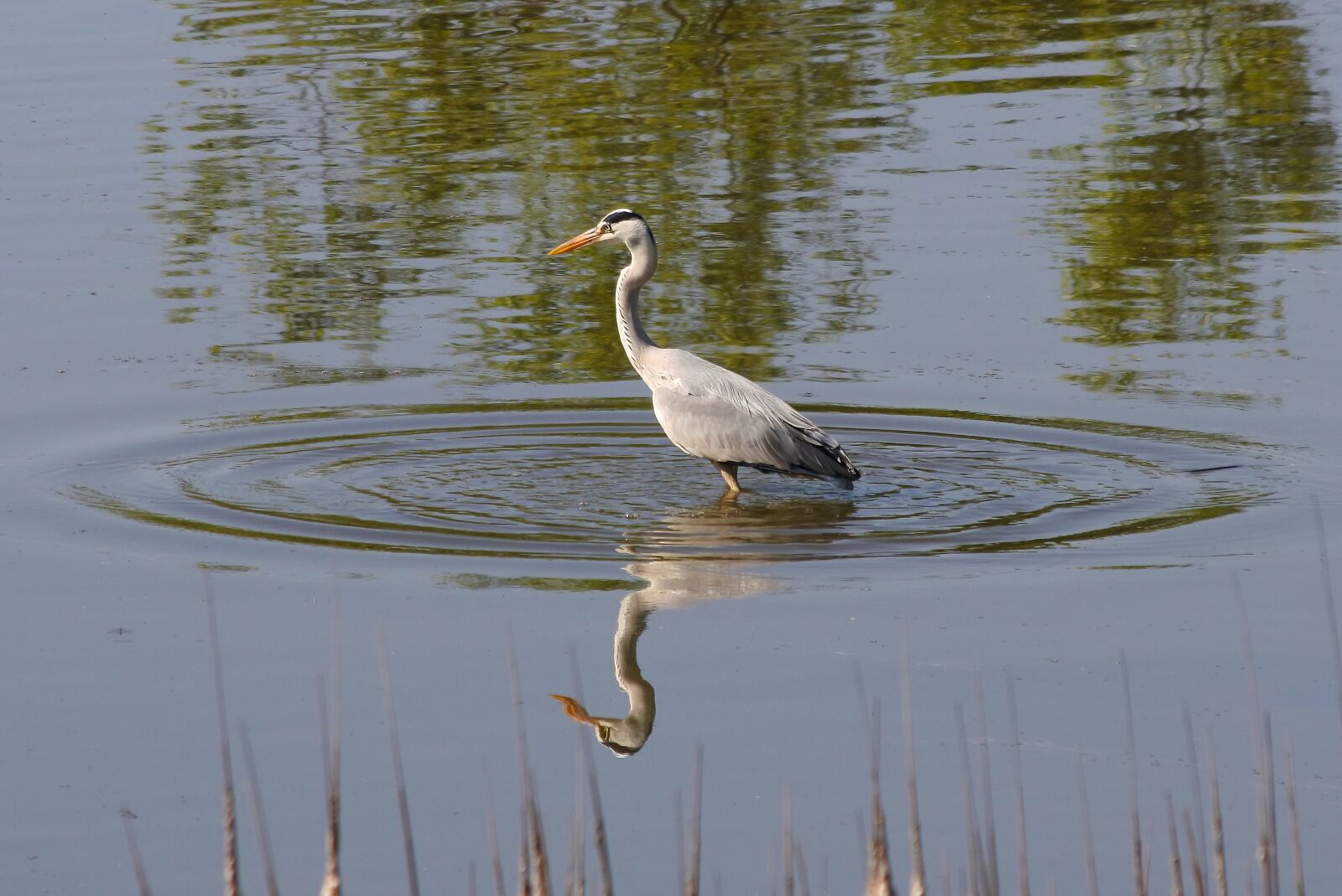 Nikon 1 J5 + VR 55-200mm f/4-5.6G sample photo. Animal, river, waterside photography