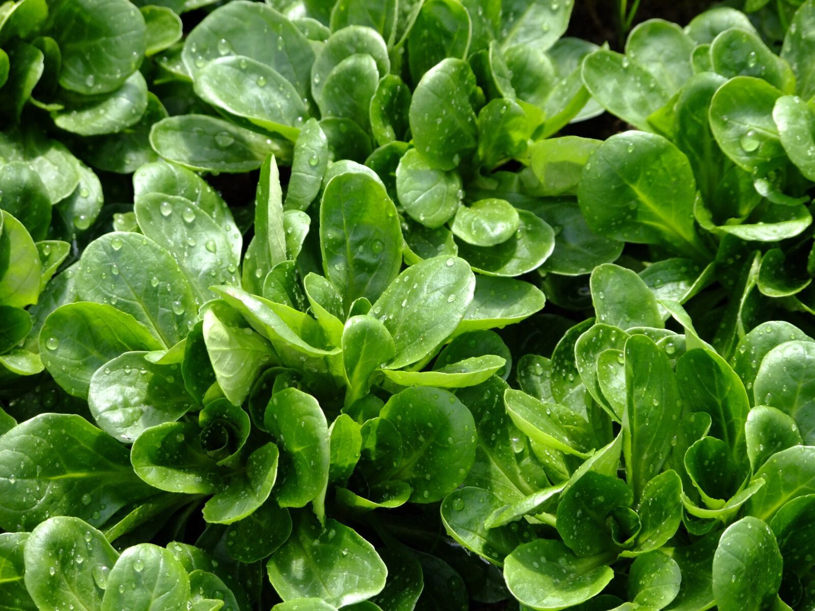 FujiFilm FinePix S200EXR (FinePix S205EXR) sample photo. Lamb's lettuce, salad, vegetables photography