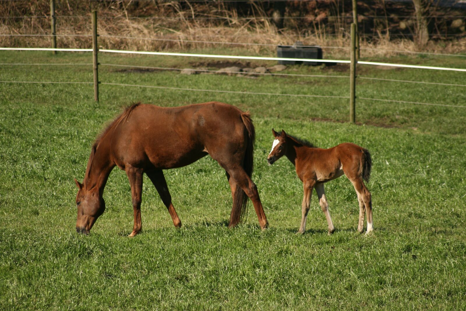 Canon EOS 400D (EOS Digital Rebel XTi / EOS Kiss Digital X) sample photo. Horse, foal, colt photography